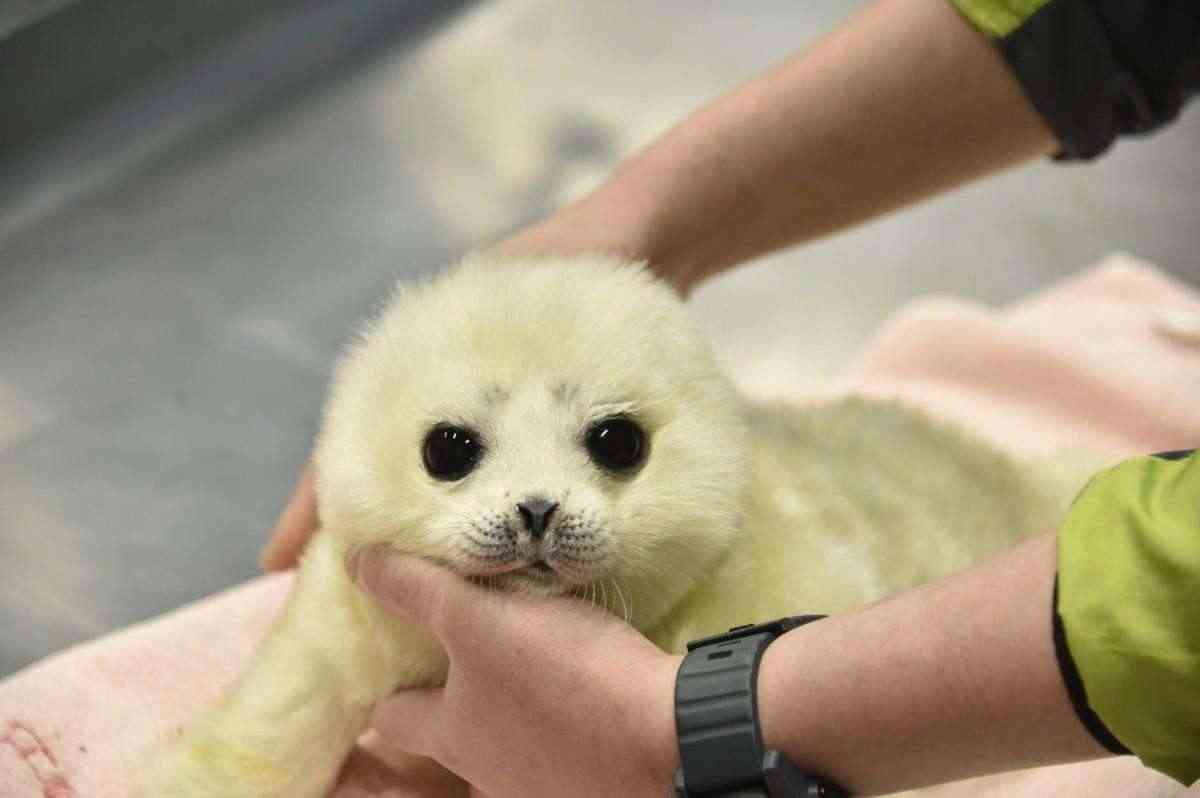 地球上で一番可愛い生き物