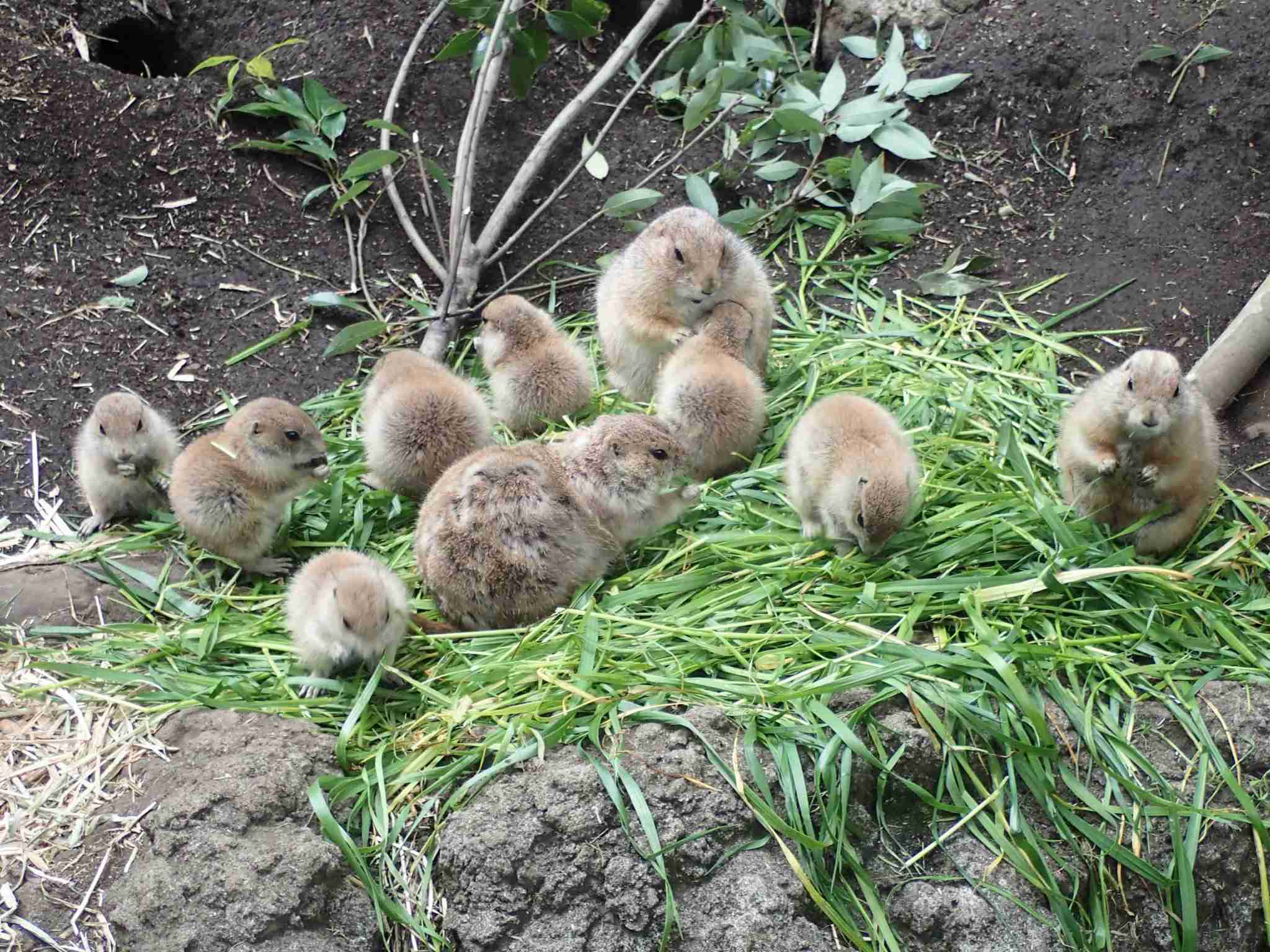 地球上で一番可愛い生き物