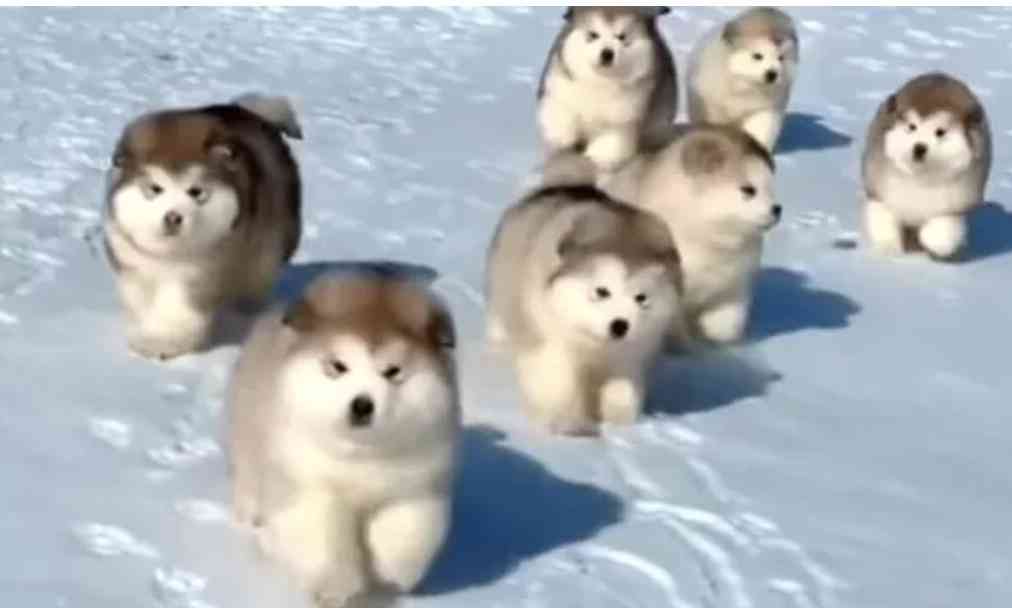 地球上で一番可愛い生き物