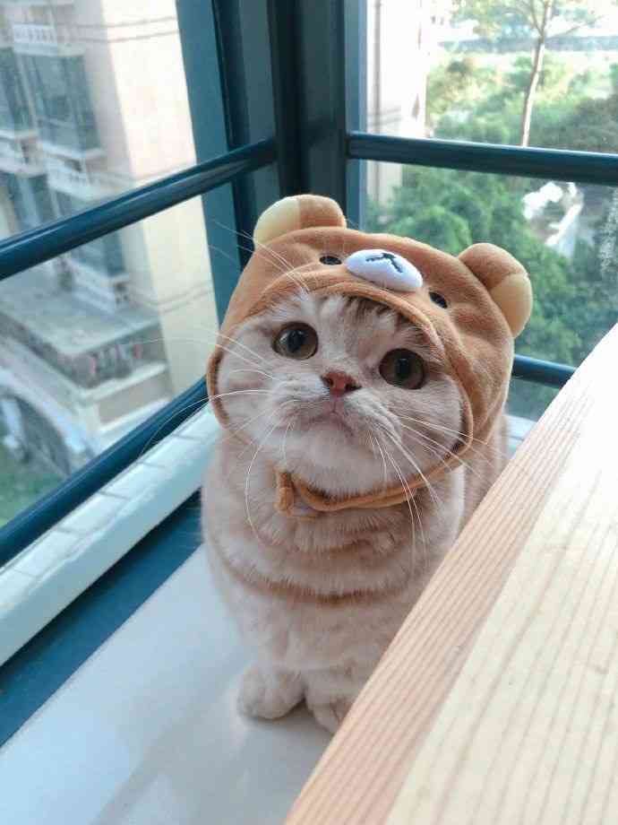 地球上で一番可愛い生き物
