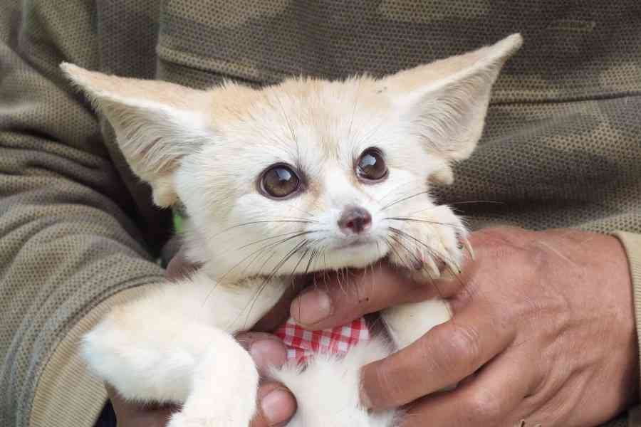 地球上で一番可愛い生き物