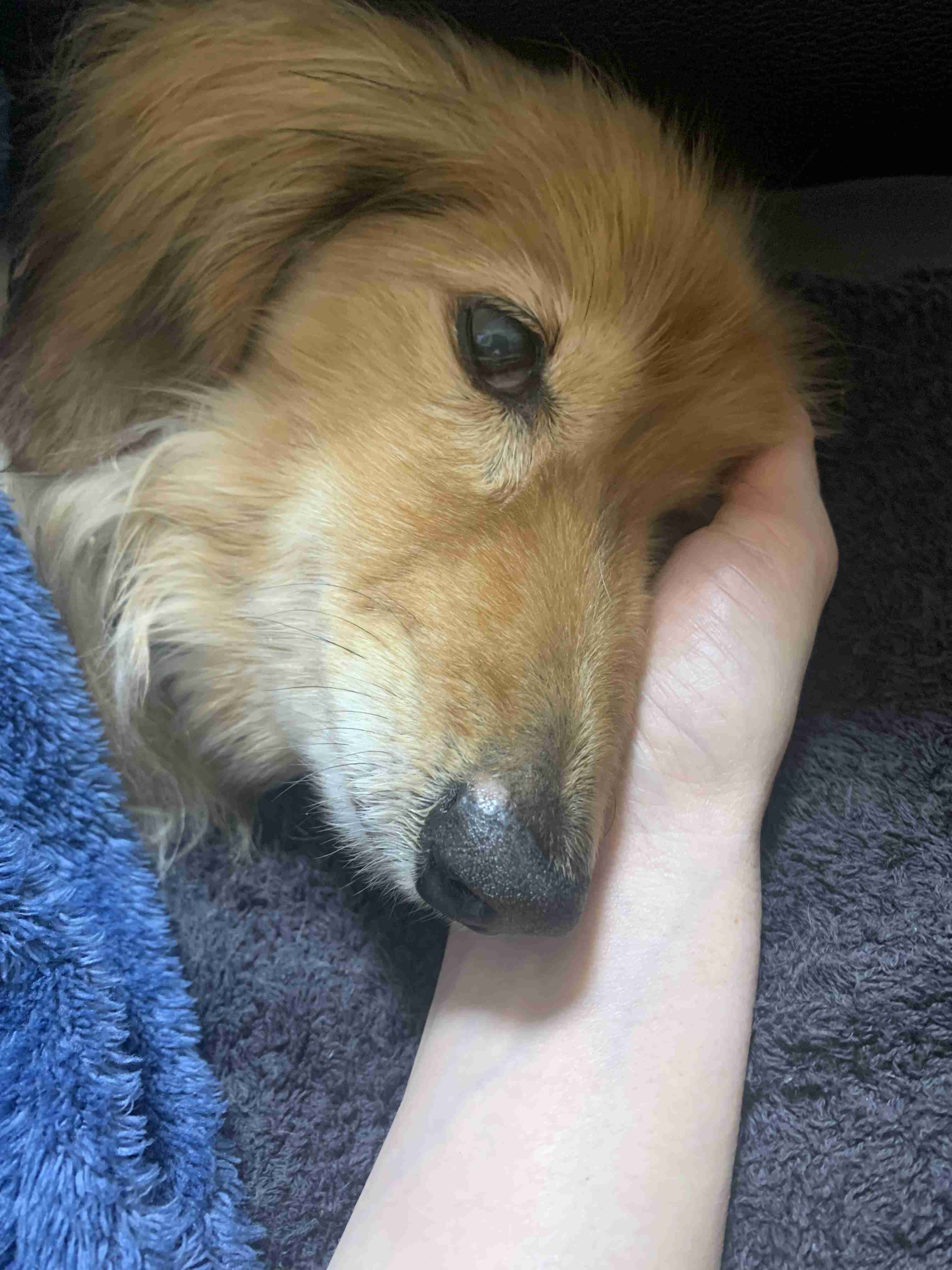 老犬介護 U^ェ^U
