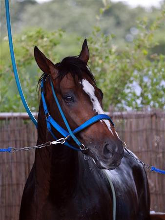 【競馬】UMAJO集まれ! Part14