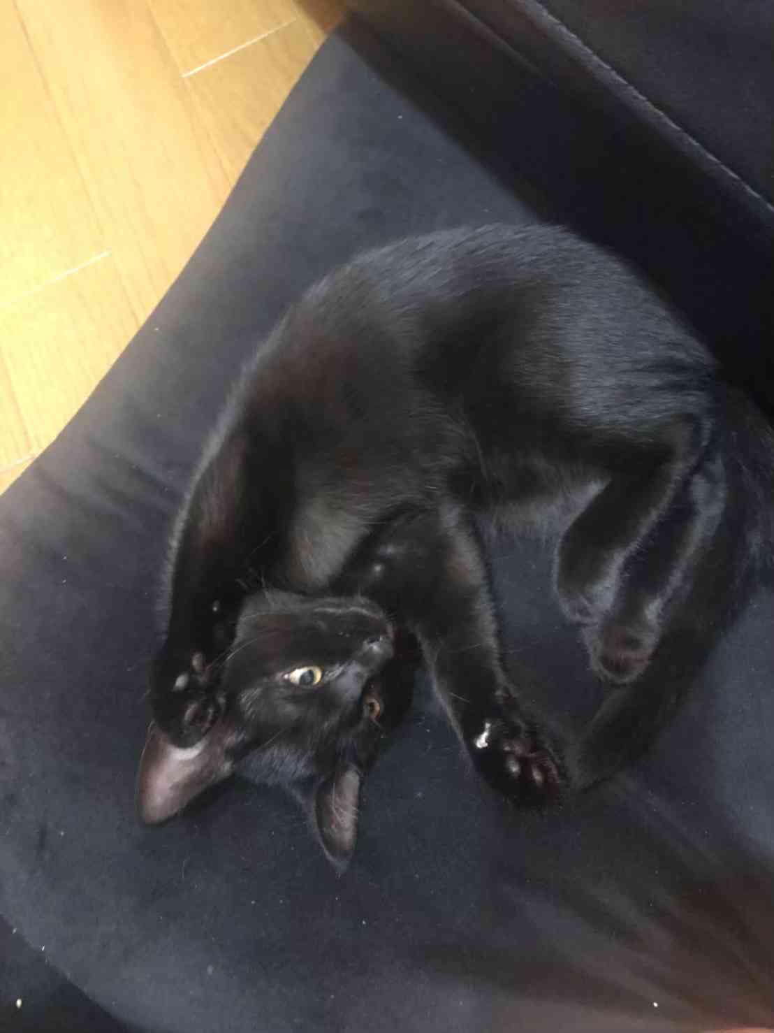 愛猫の子猫時代 part2