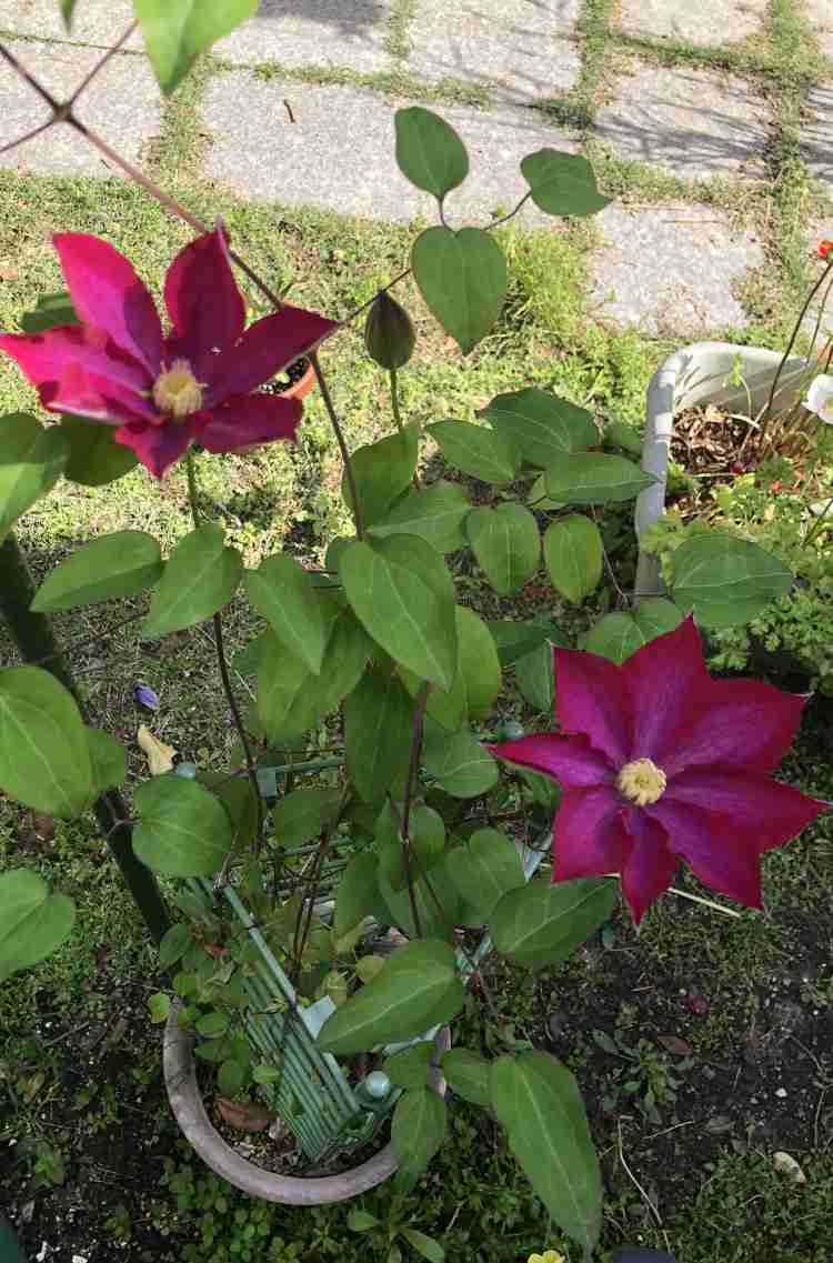 ꔛつる性植物 ꔛ クレマチスが好き