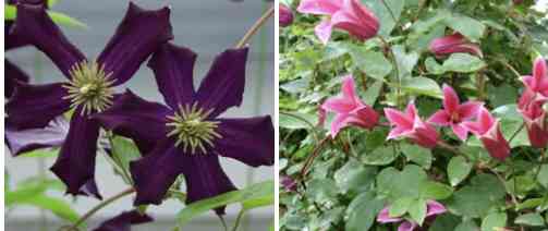 ꔛつる性植物 ꔛ クレマチスが好き
