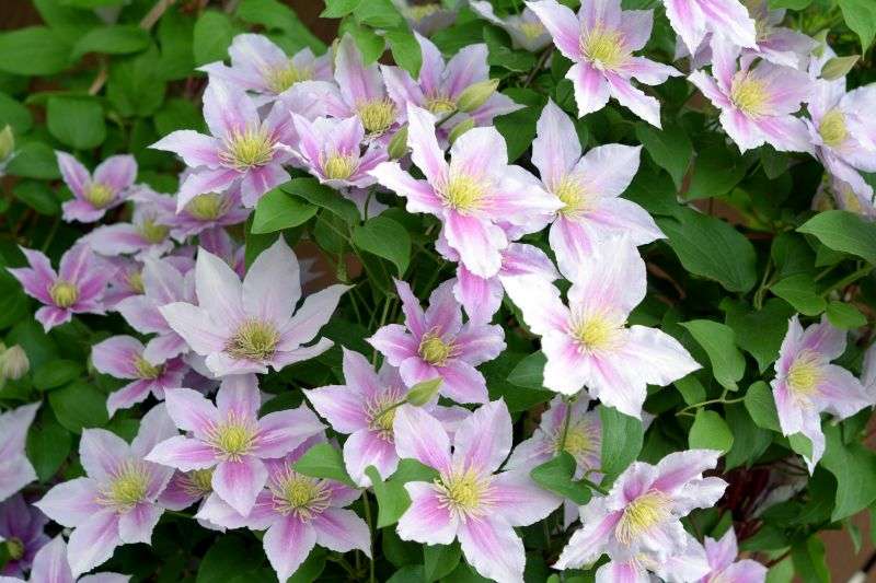 ꔛつる性植物 ꔛ クレマチスが好き