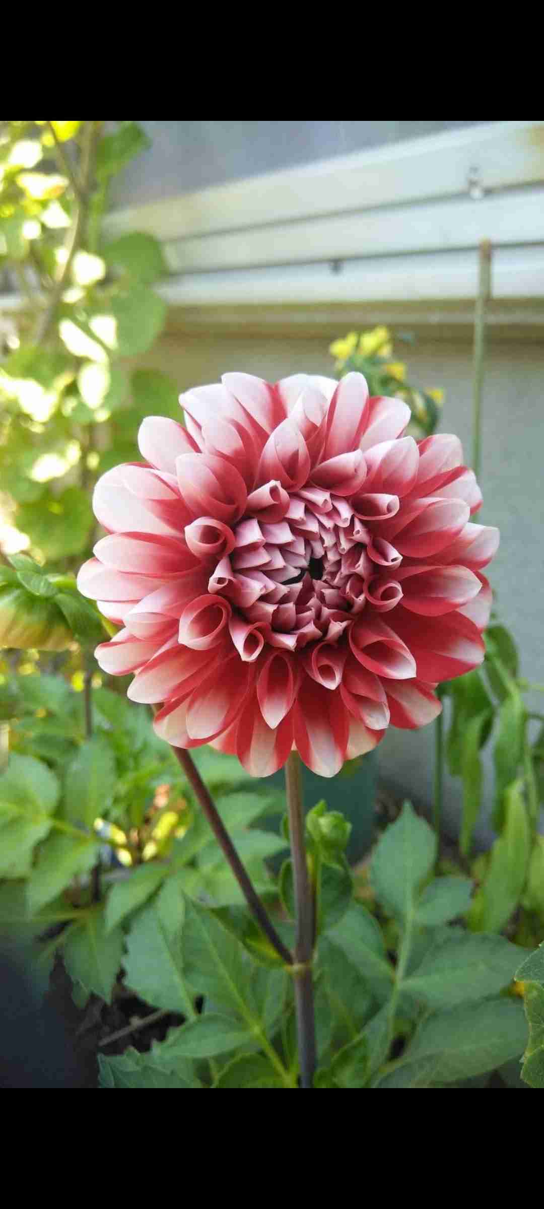 ꔛつる性植物 ꔛ クレマチスが好き