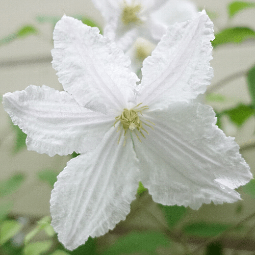 ꔛつる性植物 ꔛ クレマチスが好き