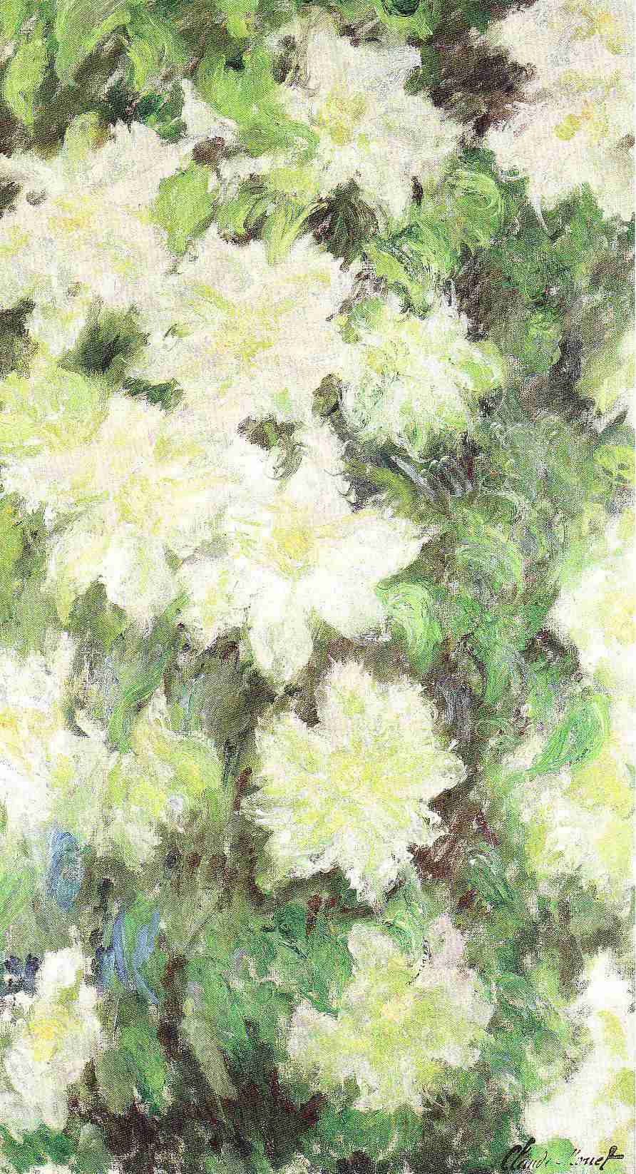ꔛつる性植物 ꔛ クレマチスが好き