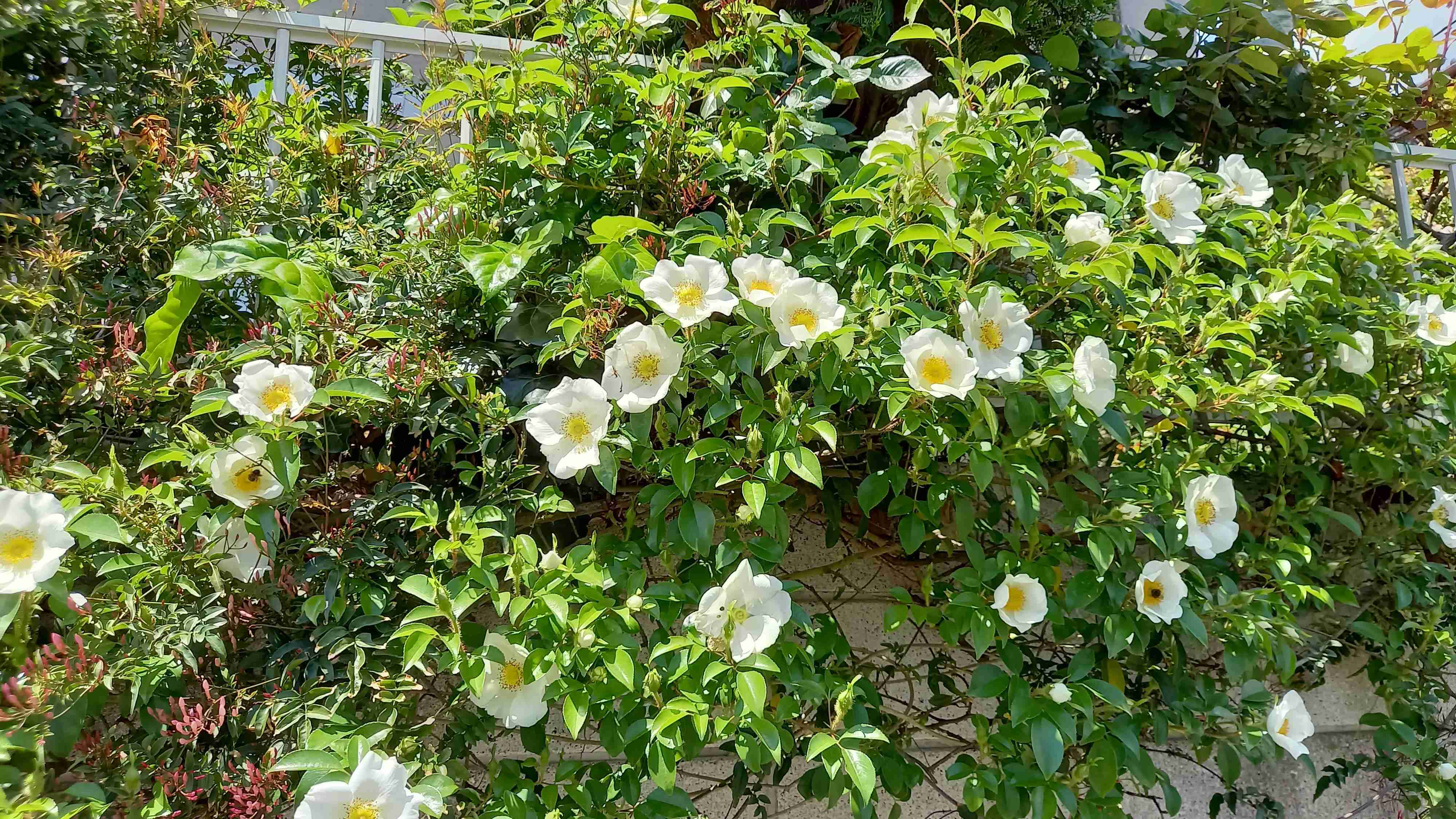 【ガーデニング】ガルちゃん園芸部【花・植物】part.12