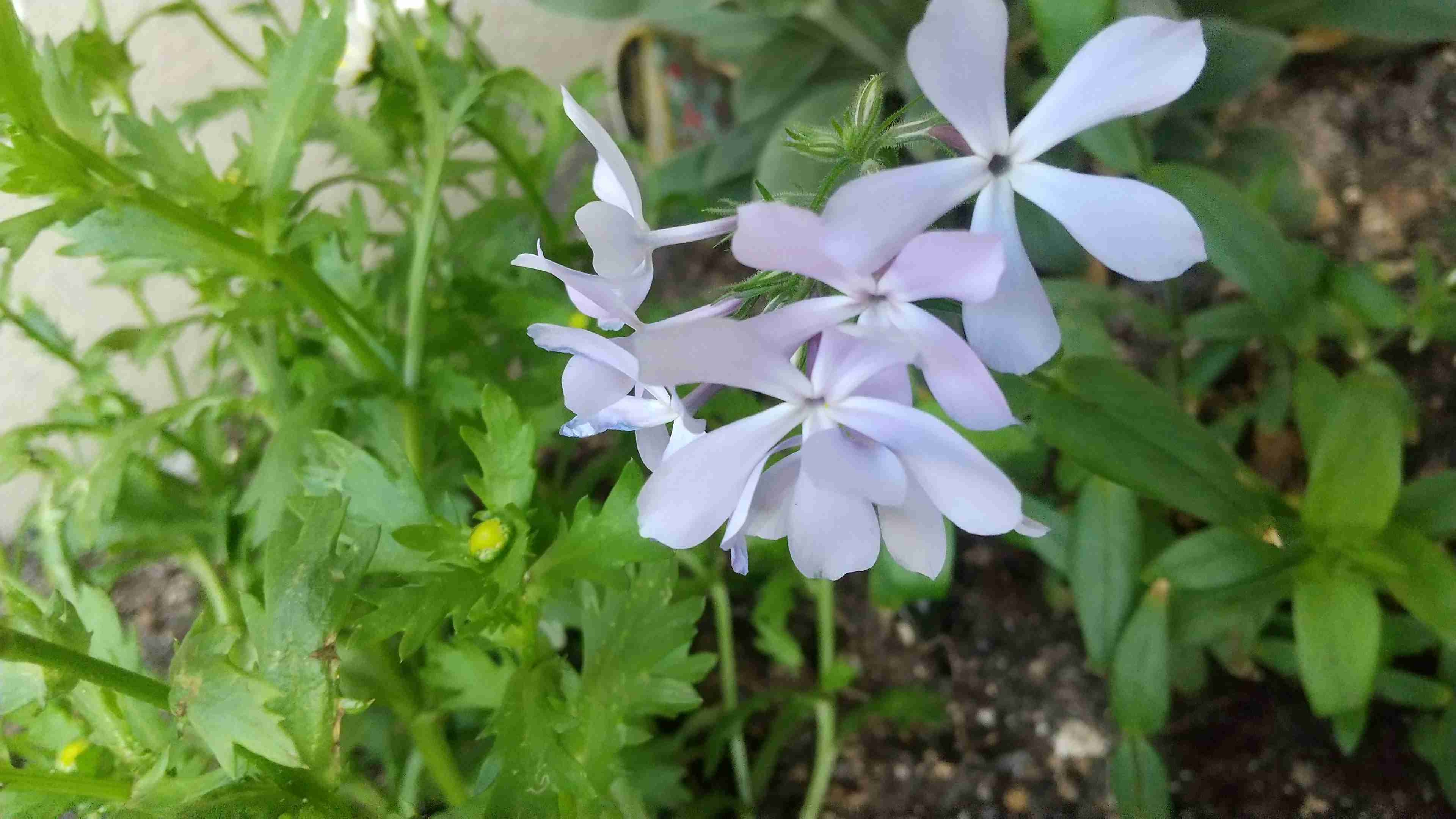 【ガーデニング】ガルちゃん園芸部【花・植物】part.12