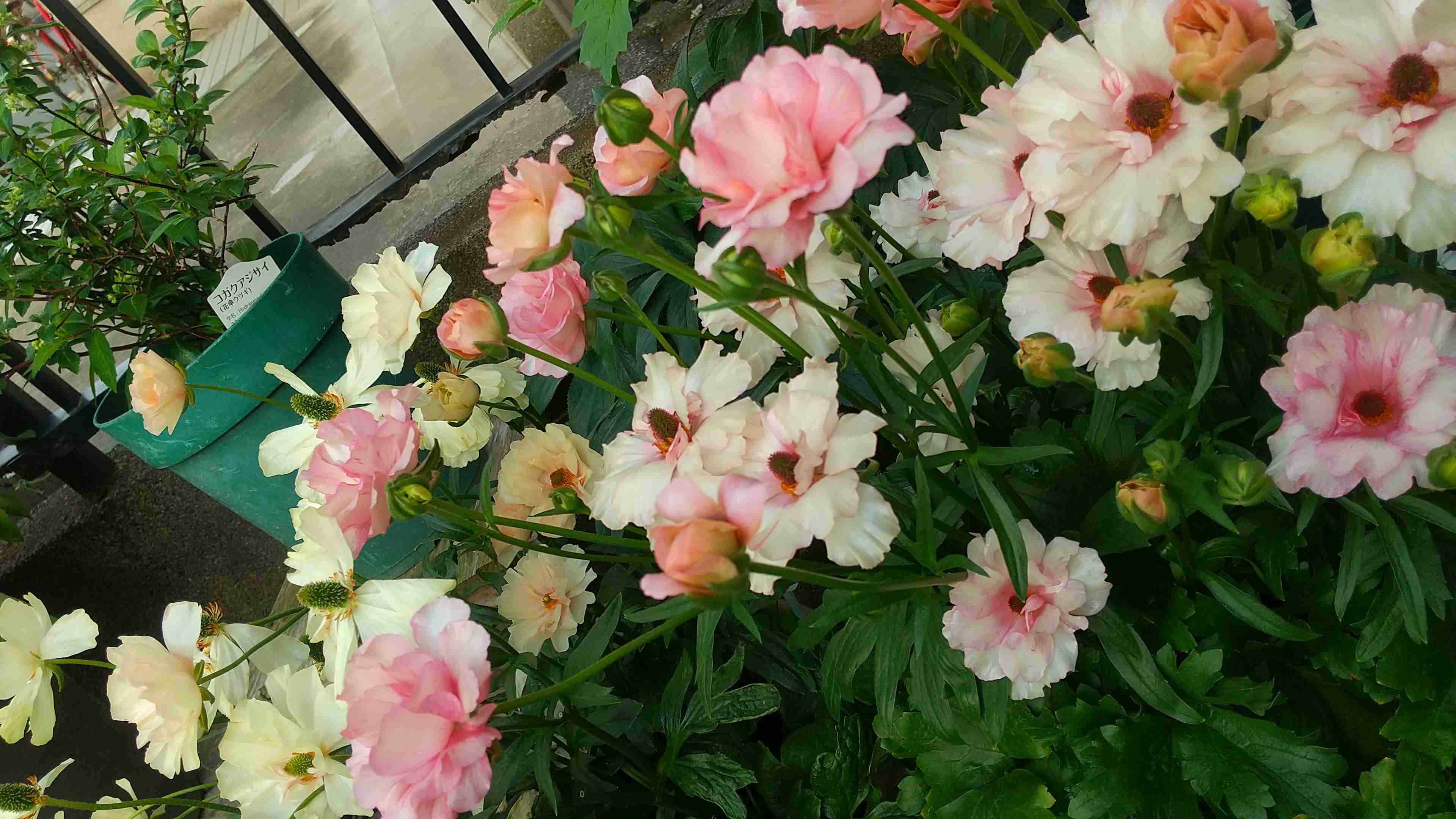 【ガーデニング】ガルちゃん園芸部【花・植物】part.12