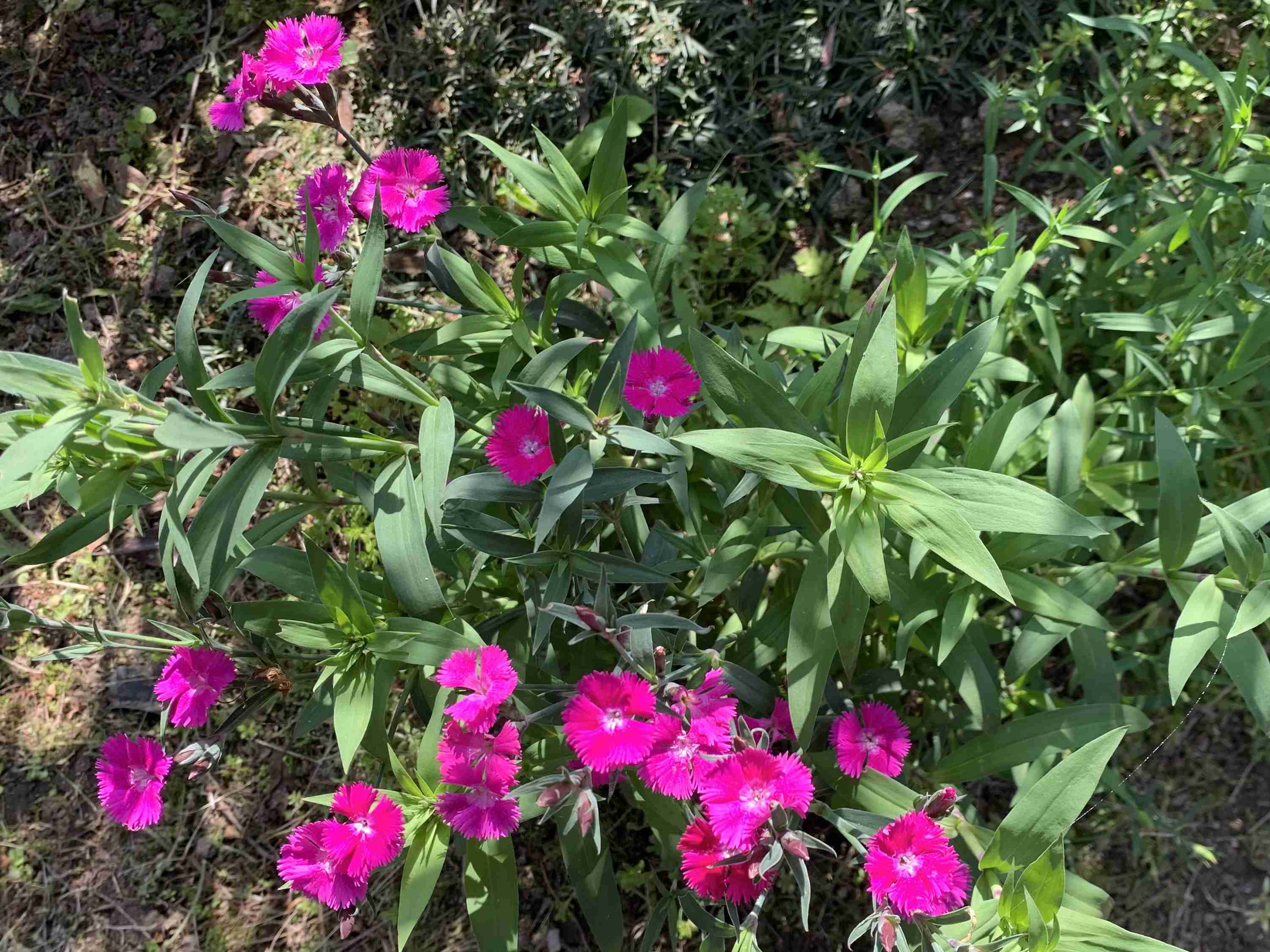 【ガーデニング】ガルちゃん園芸部【花・植物】part.12