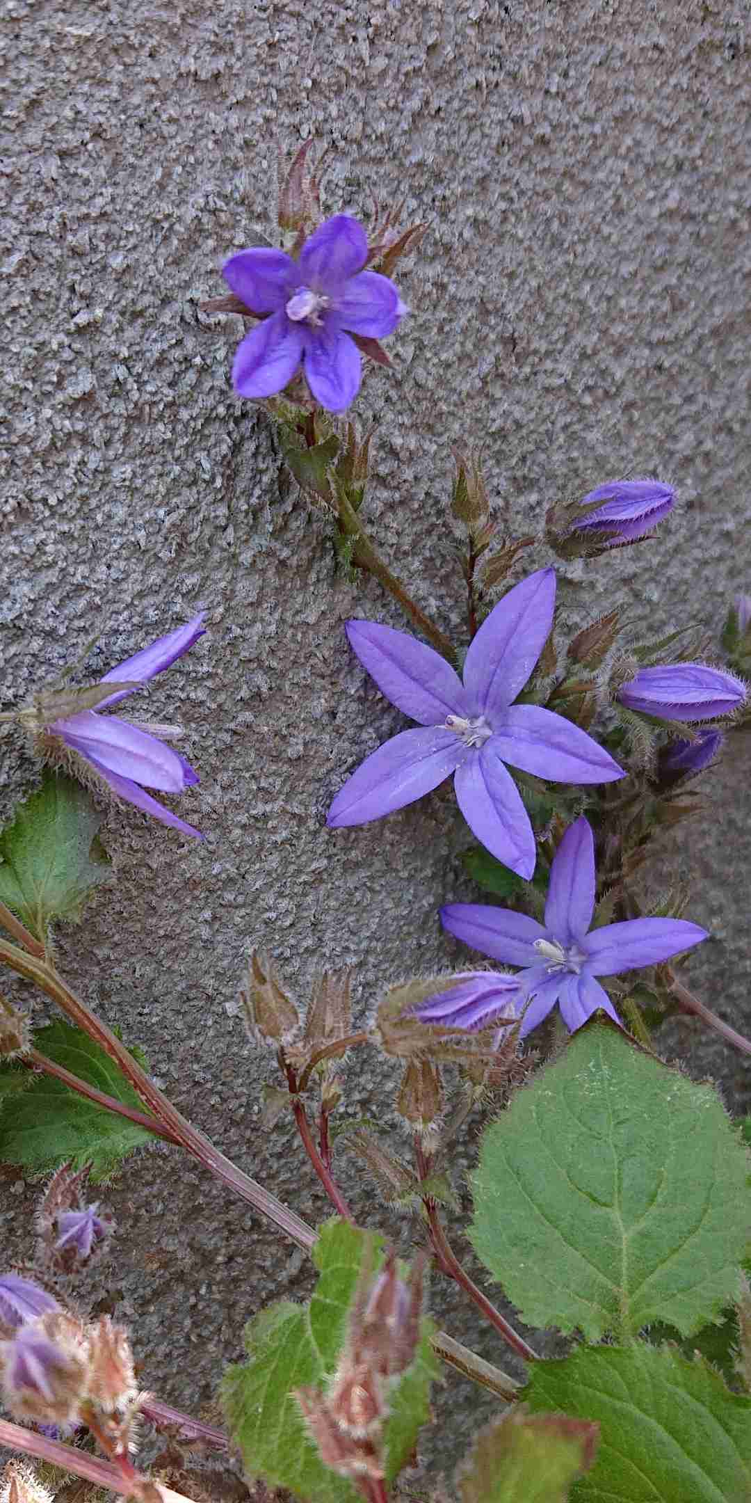 【ガーデニング】ガルちゃん園芸部【花・植物】part.12