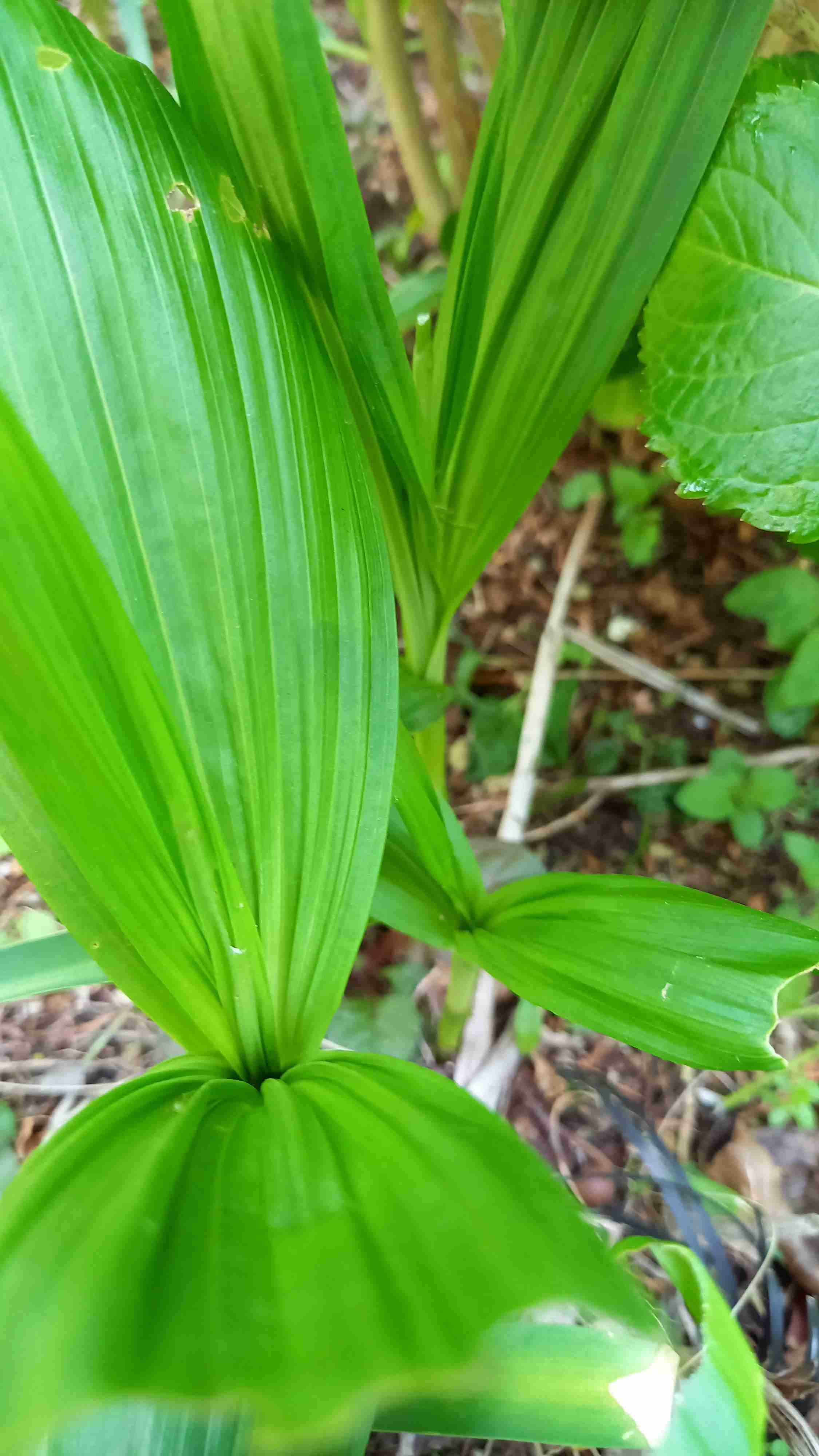 【ガーデニング】ガルちゃん園芸部【花・植物】part.12
