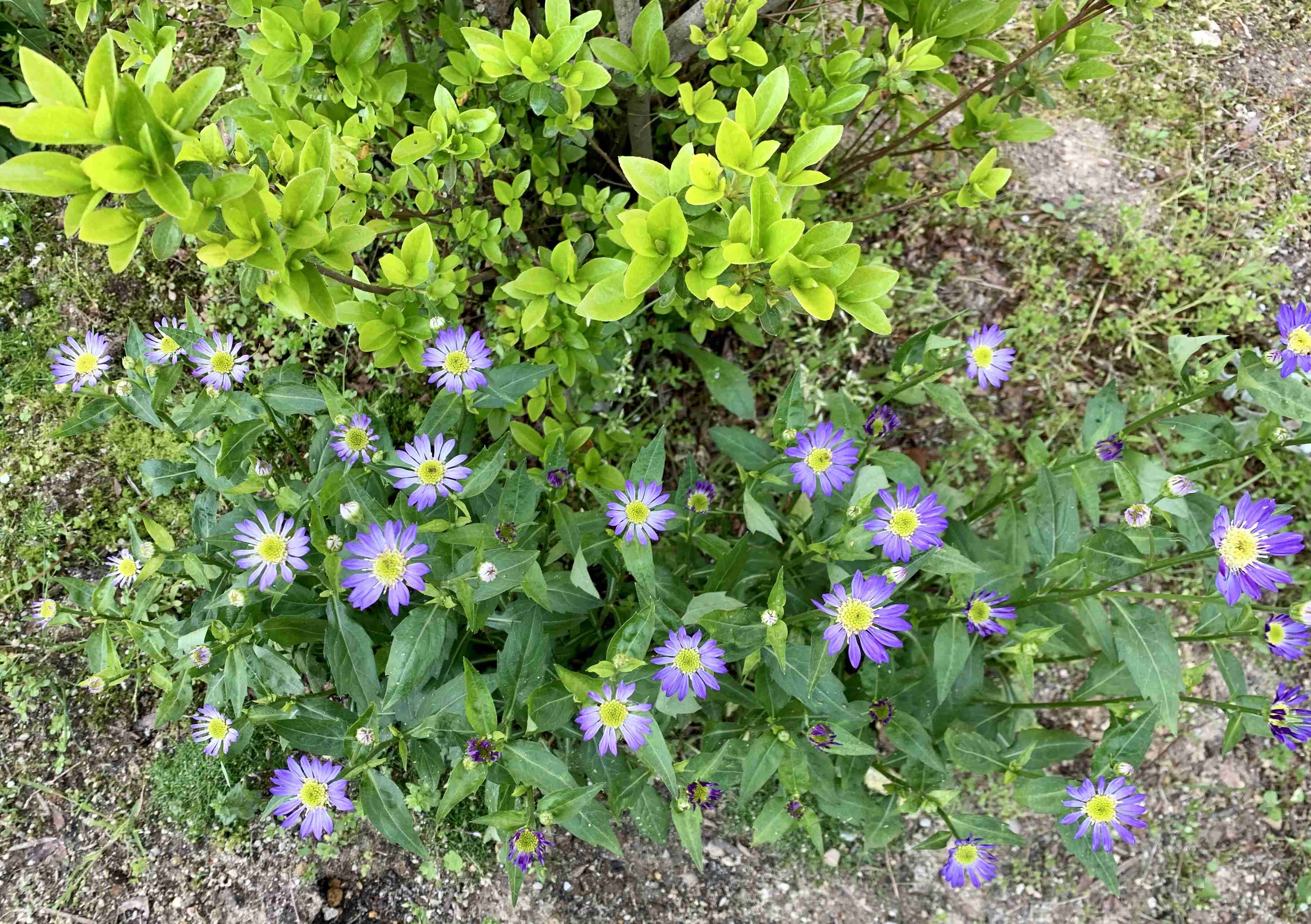 【ガーデニング】ガルちゃん園芸部【花・植物】part.12