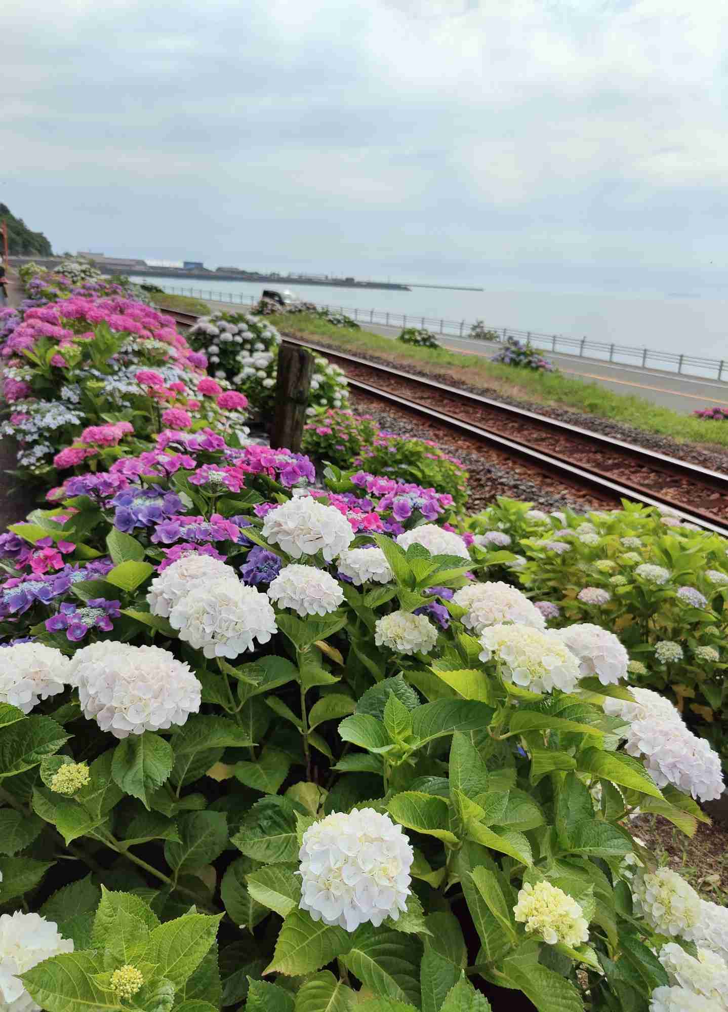 素敵な紫陽花が欲しい