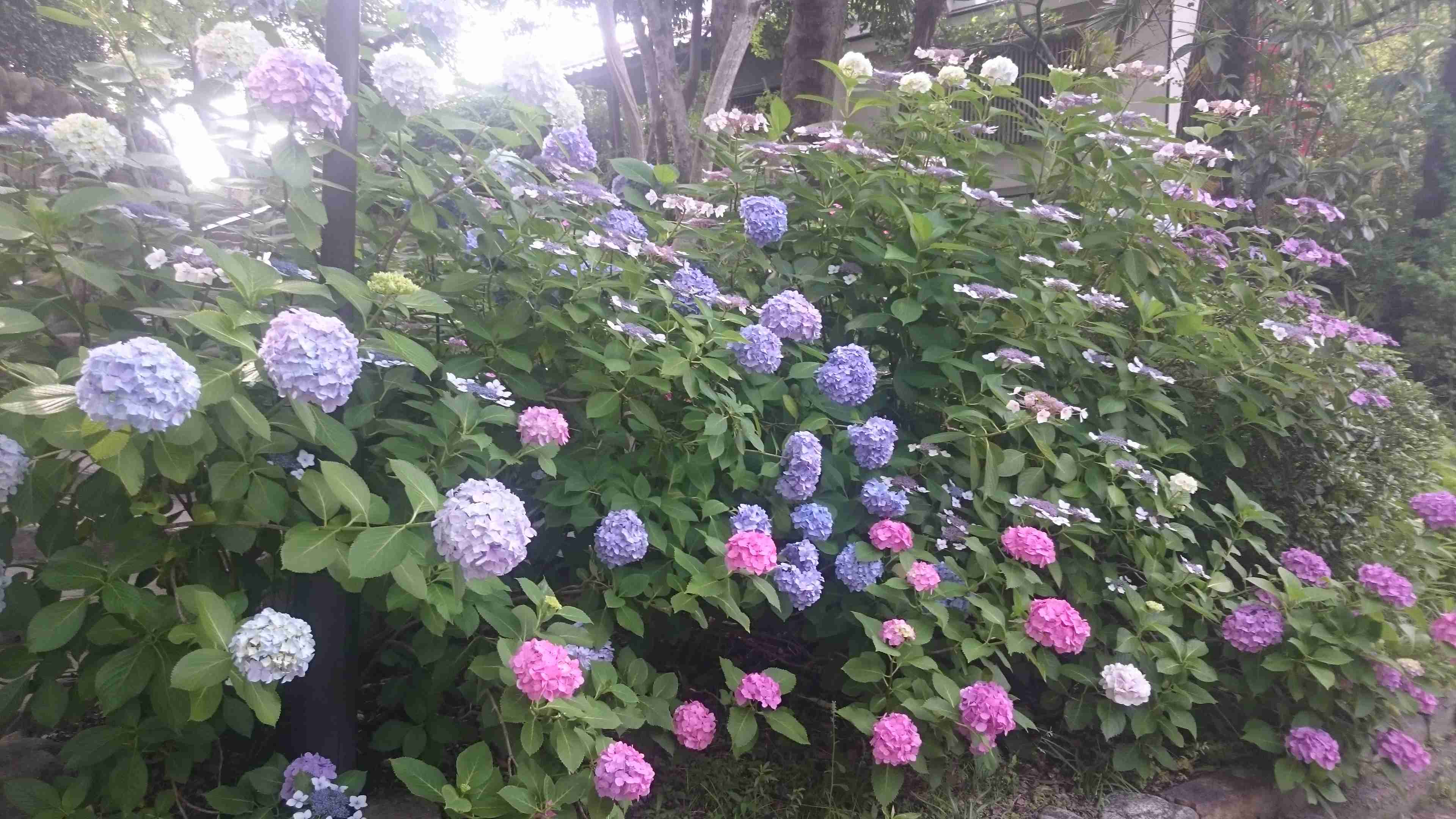 素敵な紫陽花が欲しい