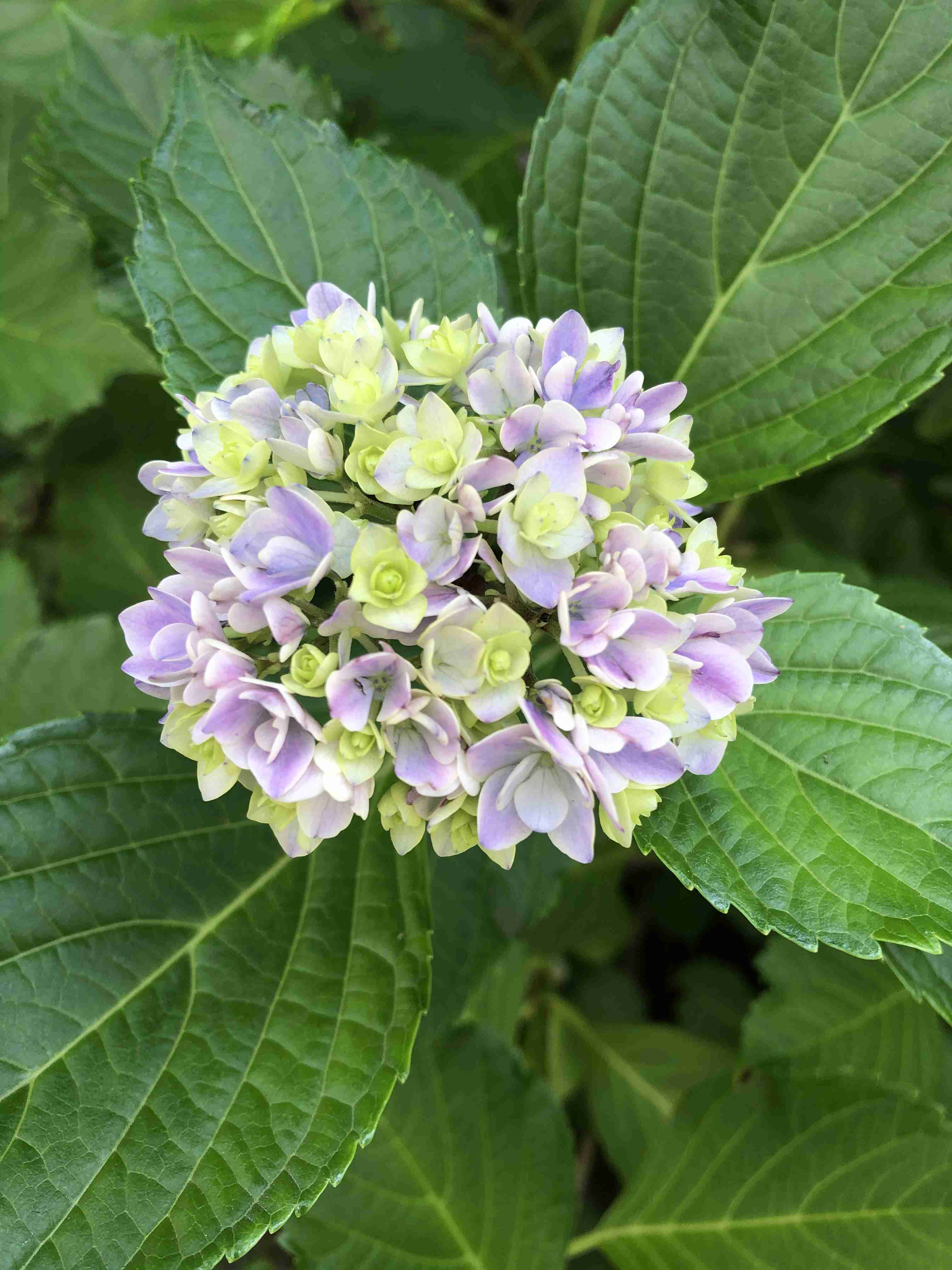 素敵な紫陽花が欲しい