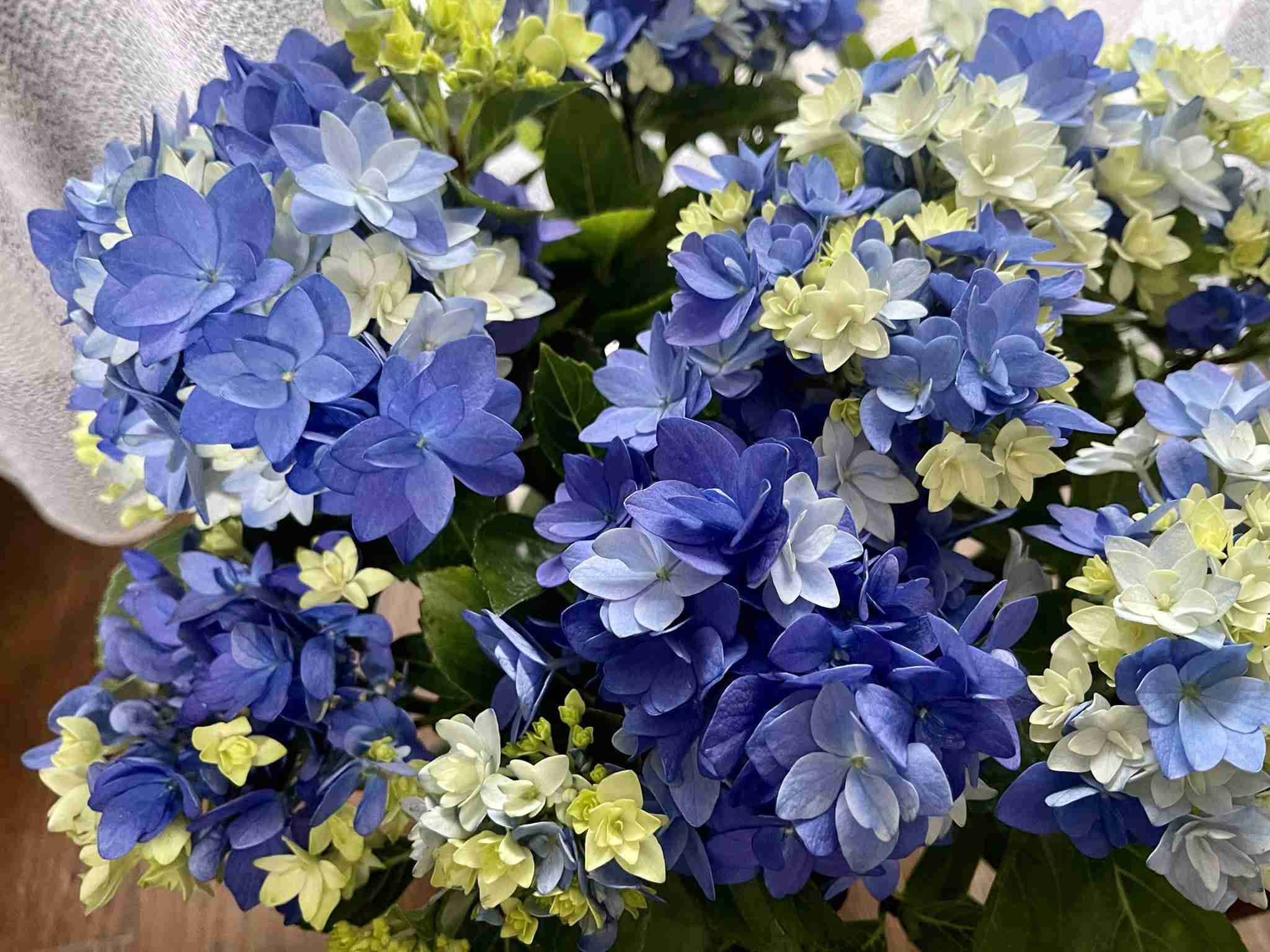 素敵な紫陽花が欲しい