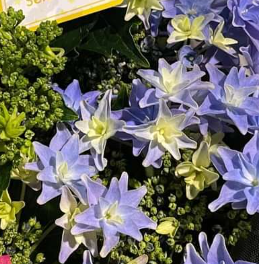 素敵な紫陽花が欲しい