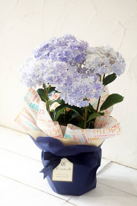素敵な紫陽花が欲しい