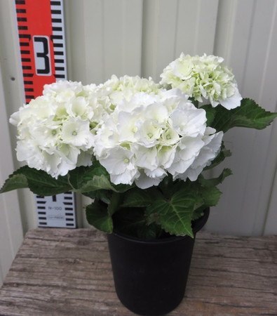 素敵な紫陽花が欲しい