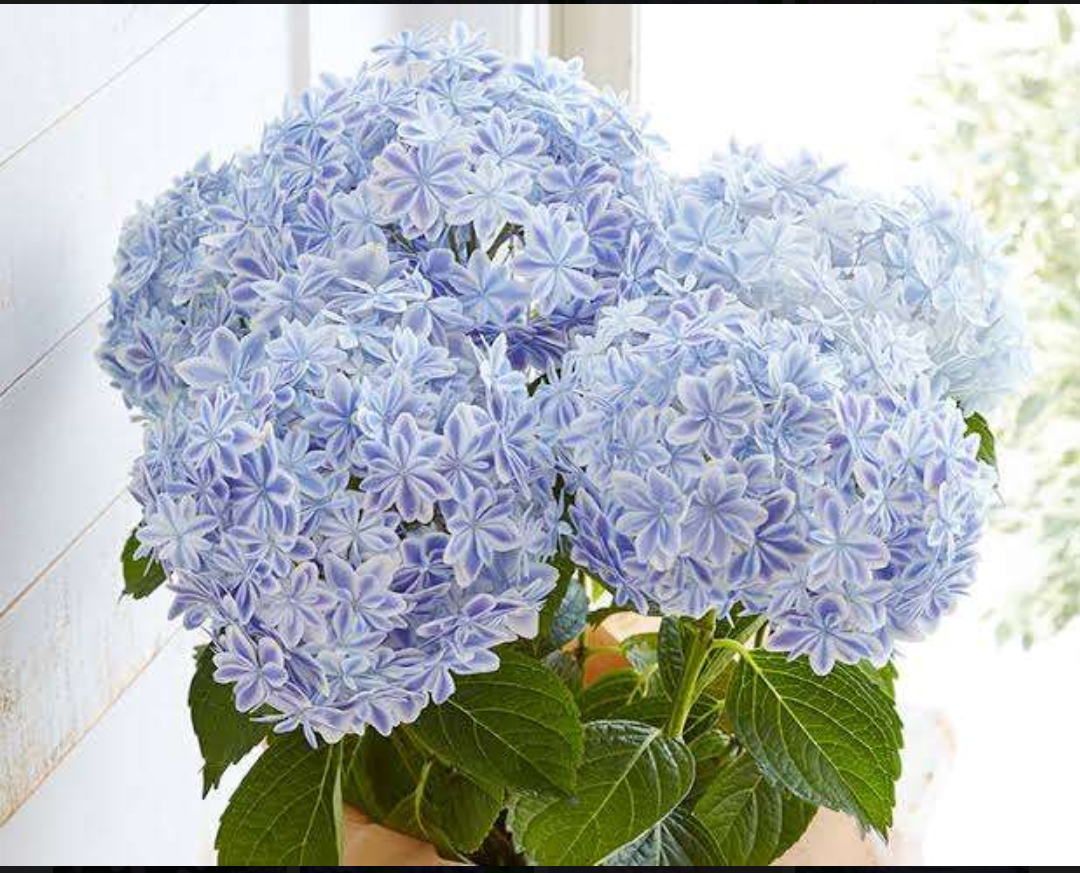 素敵な紫陽花が欲しい