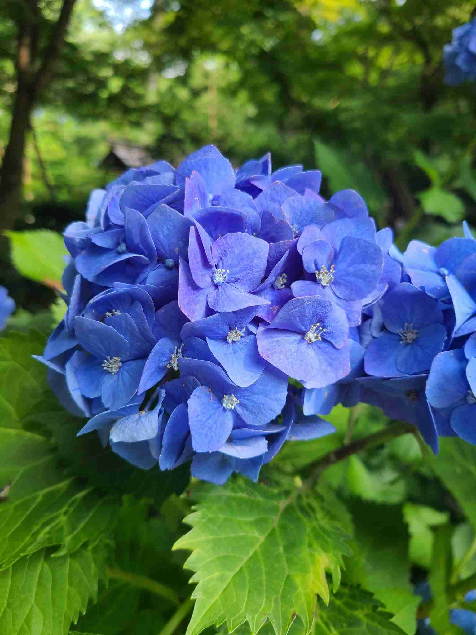 素敵な紫陽花が欲しい