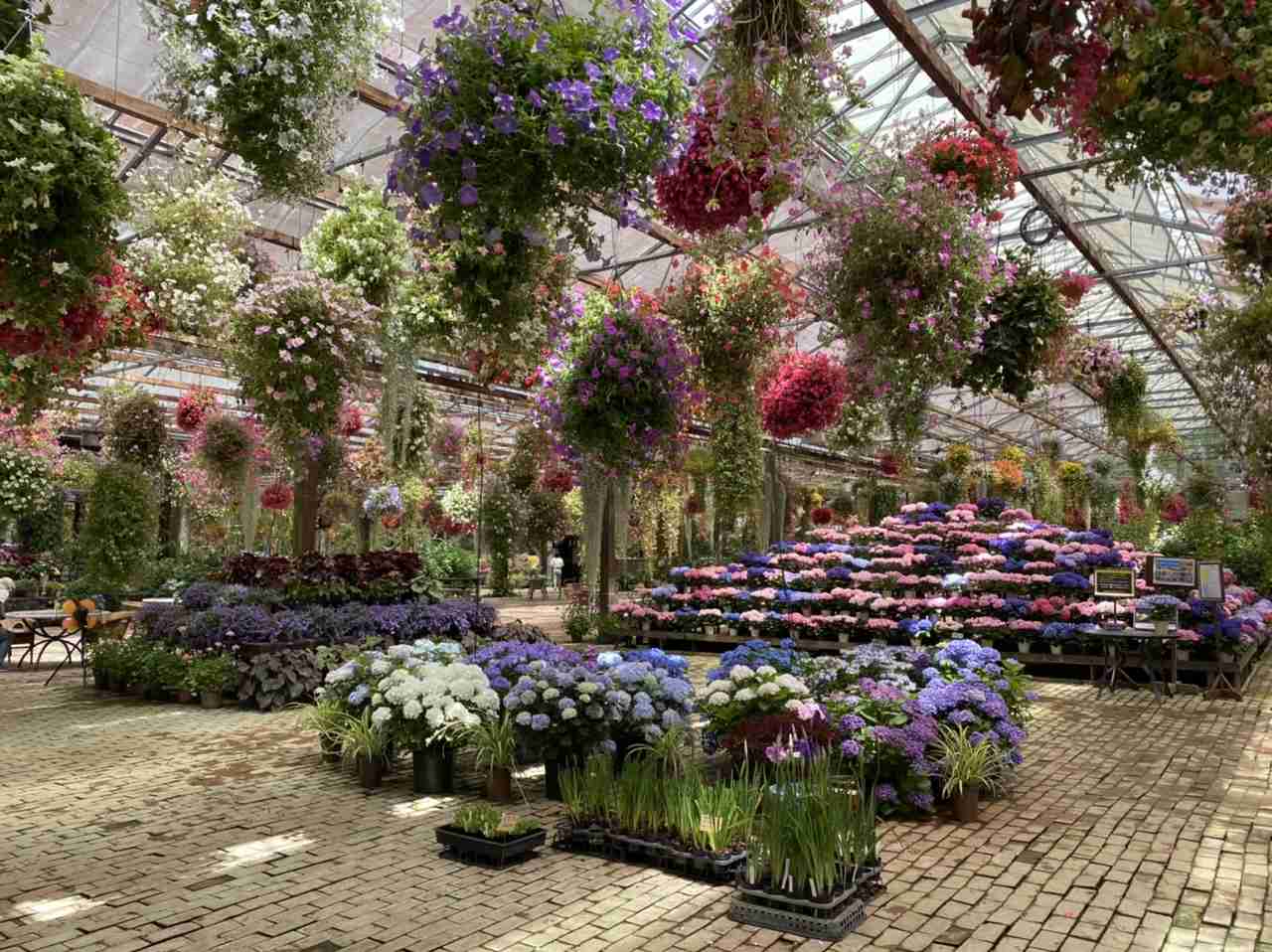 素敵な紫陽花が欲しい
