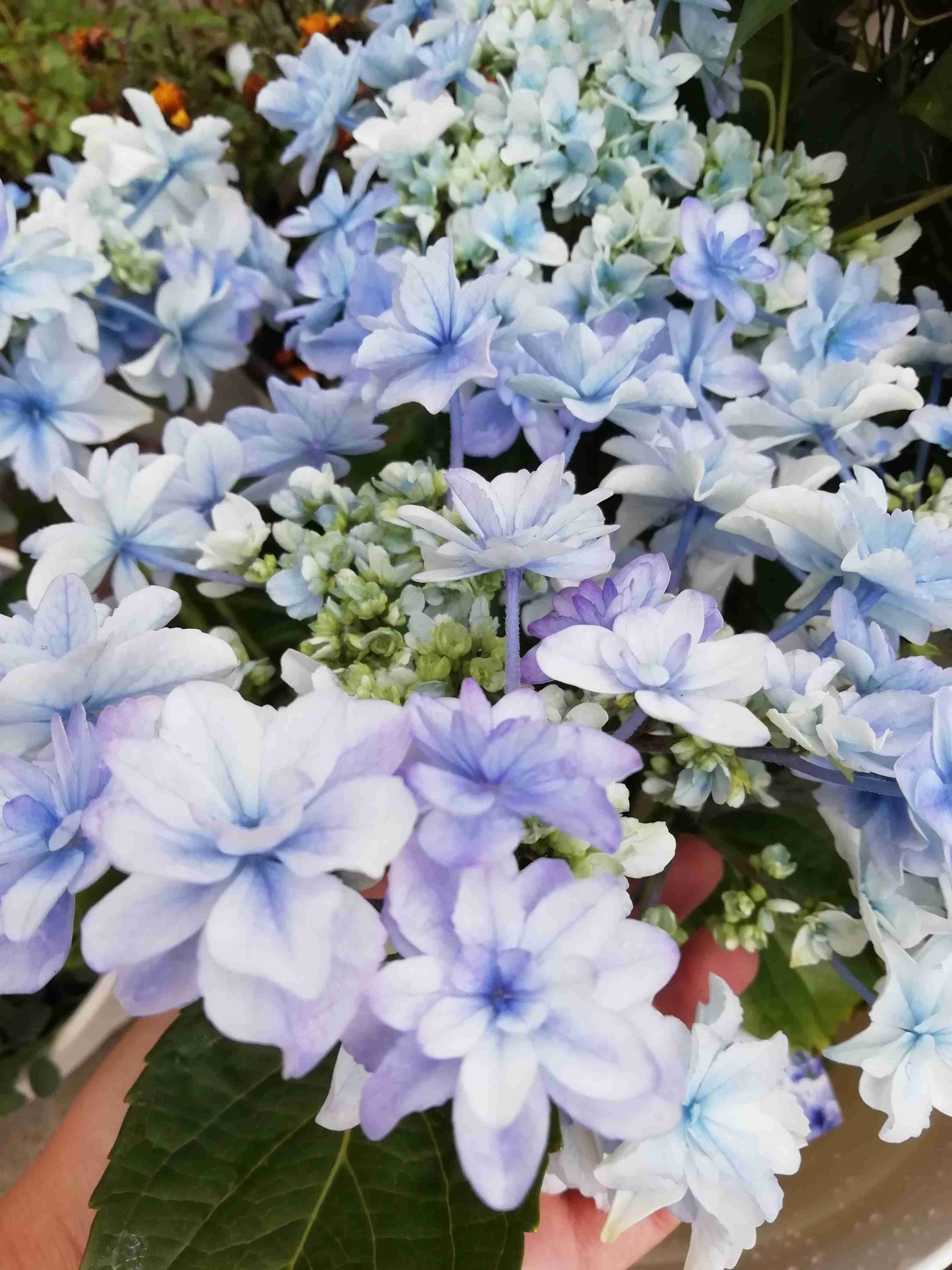素敵な紫陽花が欲しい
