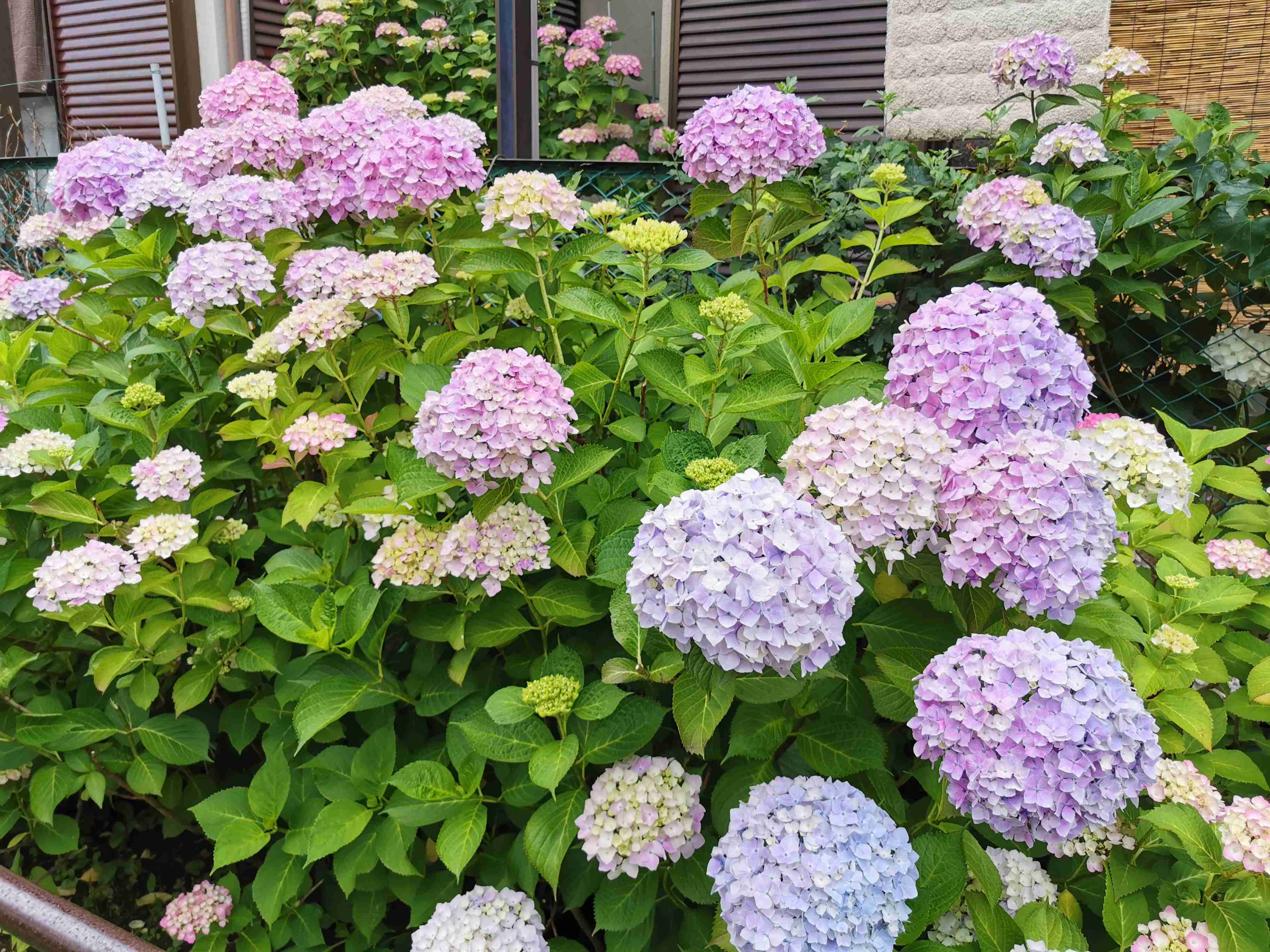 素敵な紫陽花が欲しい