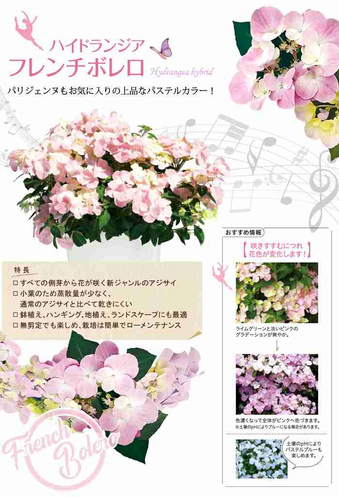 素敵な紫陽花が欲しい