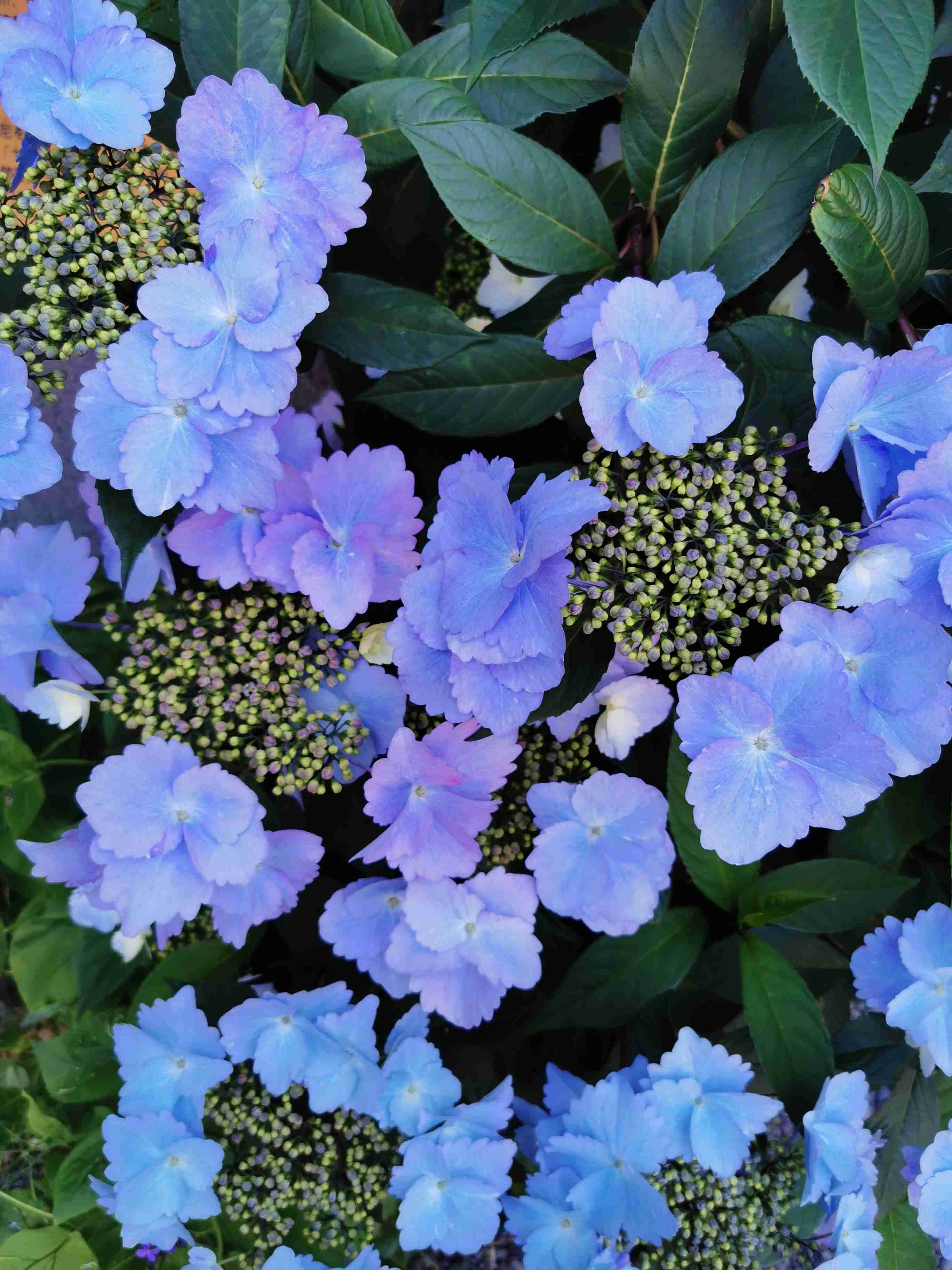素敵な紫陽花が欲しい
