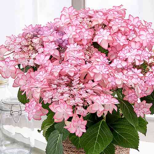 素敵な紫陽花が欲しい