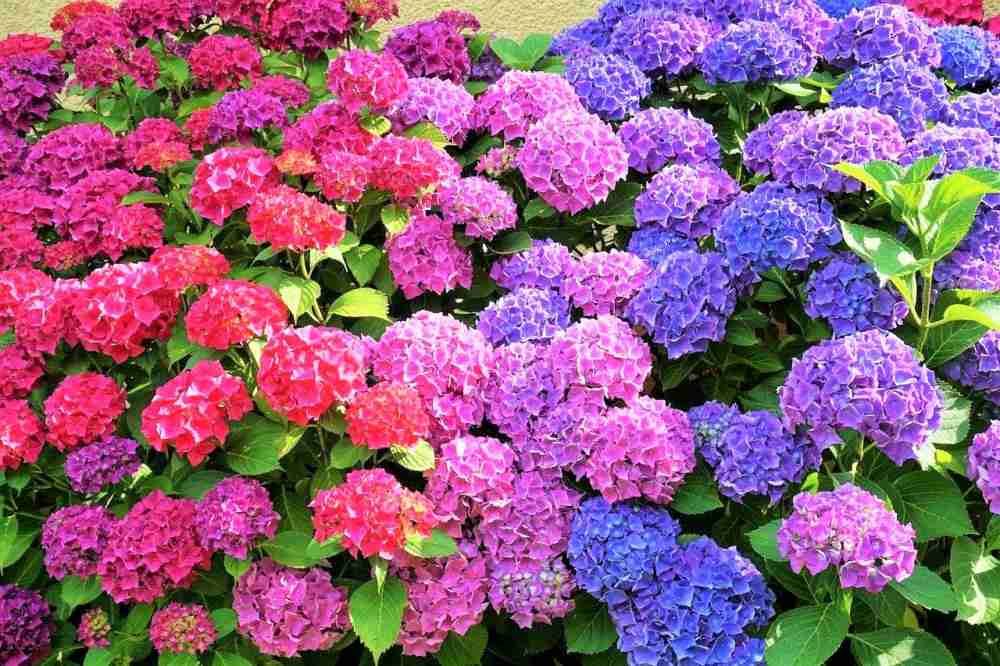 素敵な紫陽花が欲しい