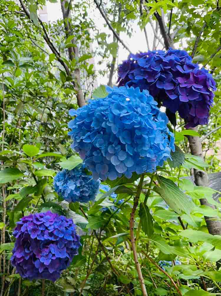 素敵な紫陽花が欲しい
