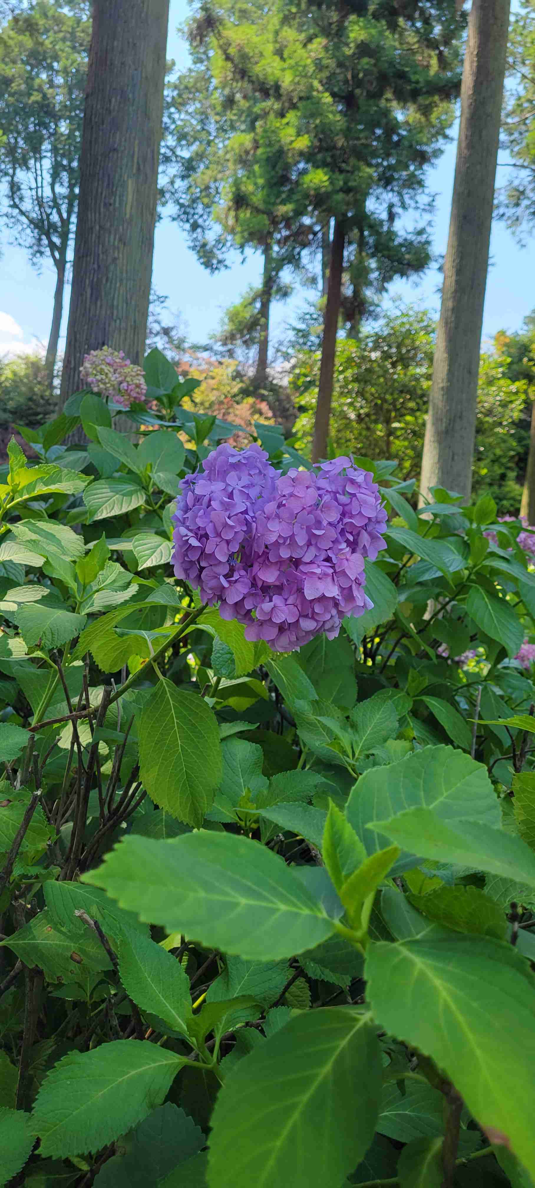 素敵な紫陽花が欲しい