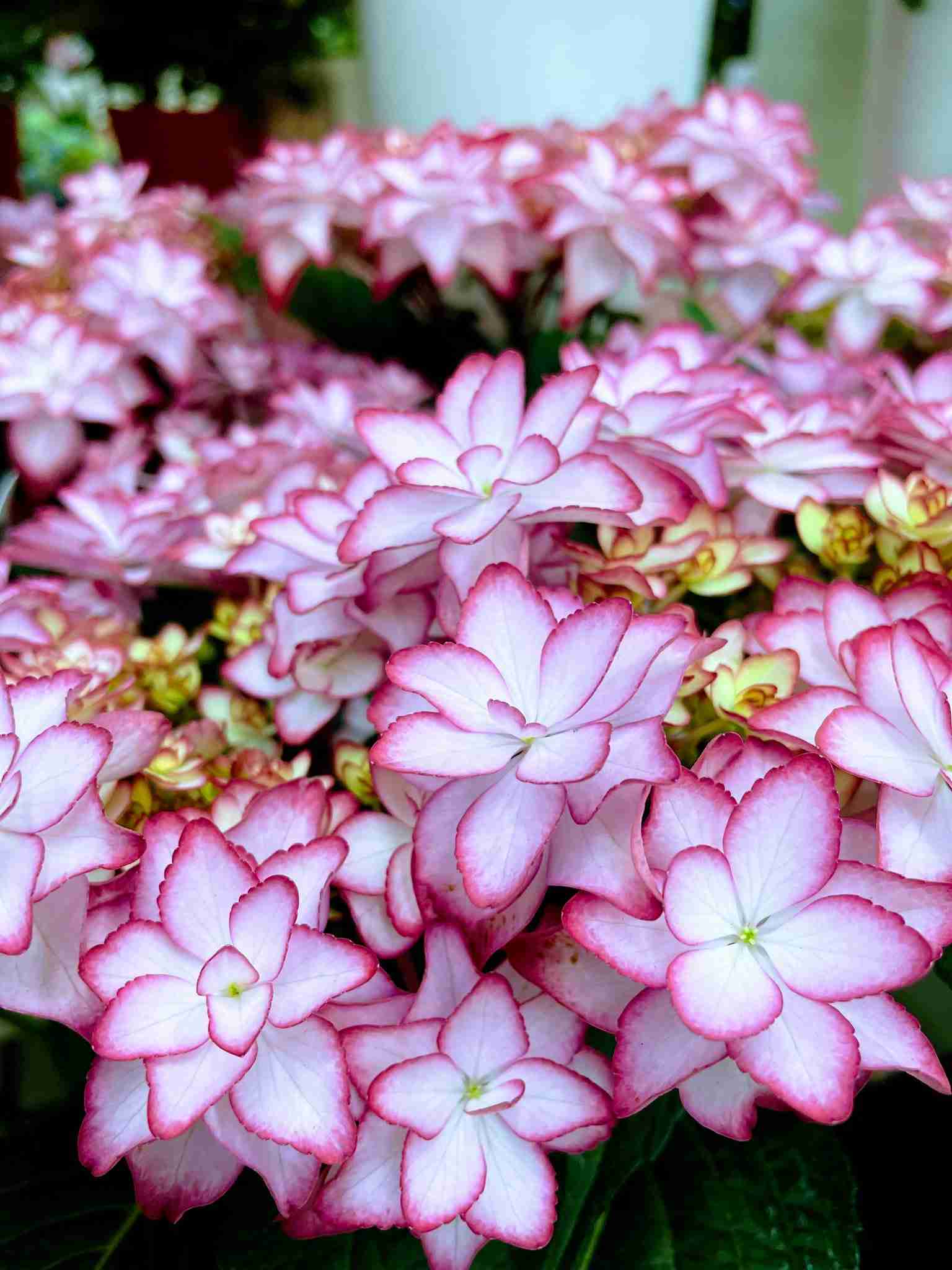 素敵な紫陽花が欲しい