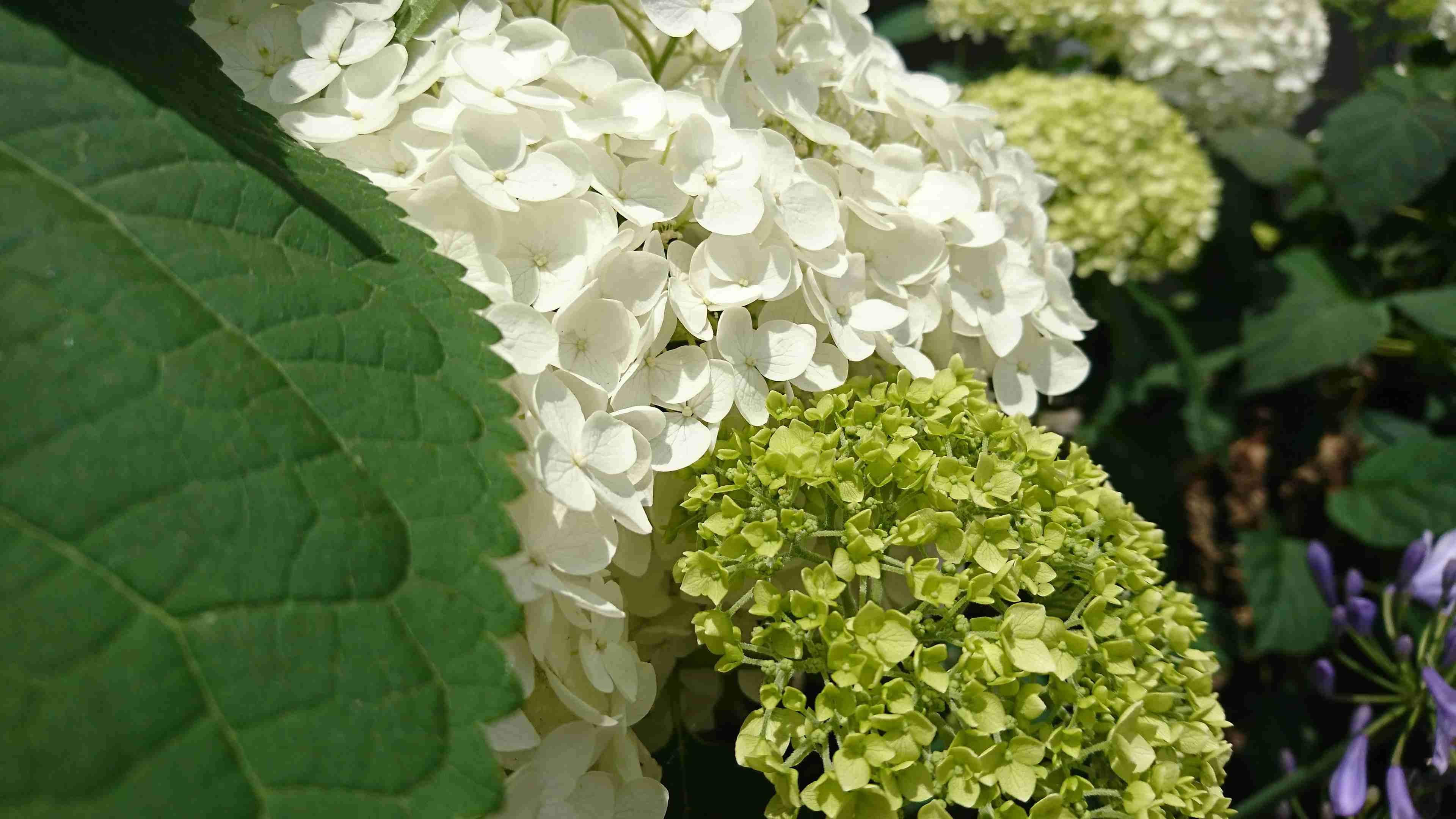 素敵な紫陽花が欲しい