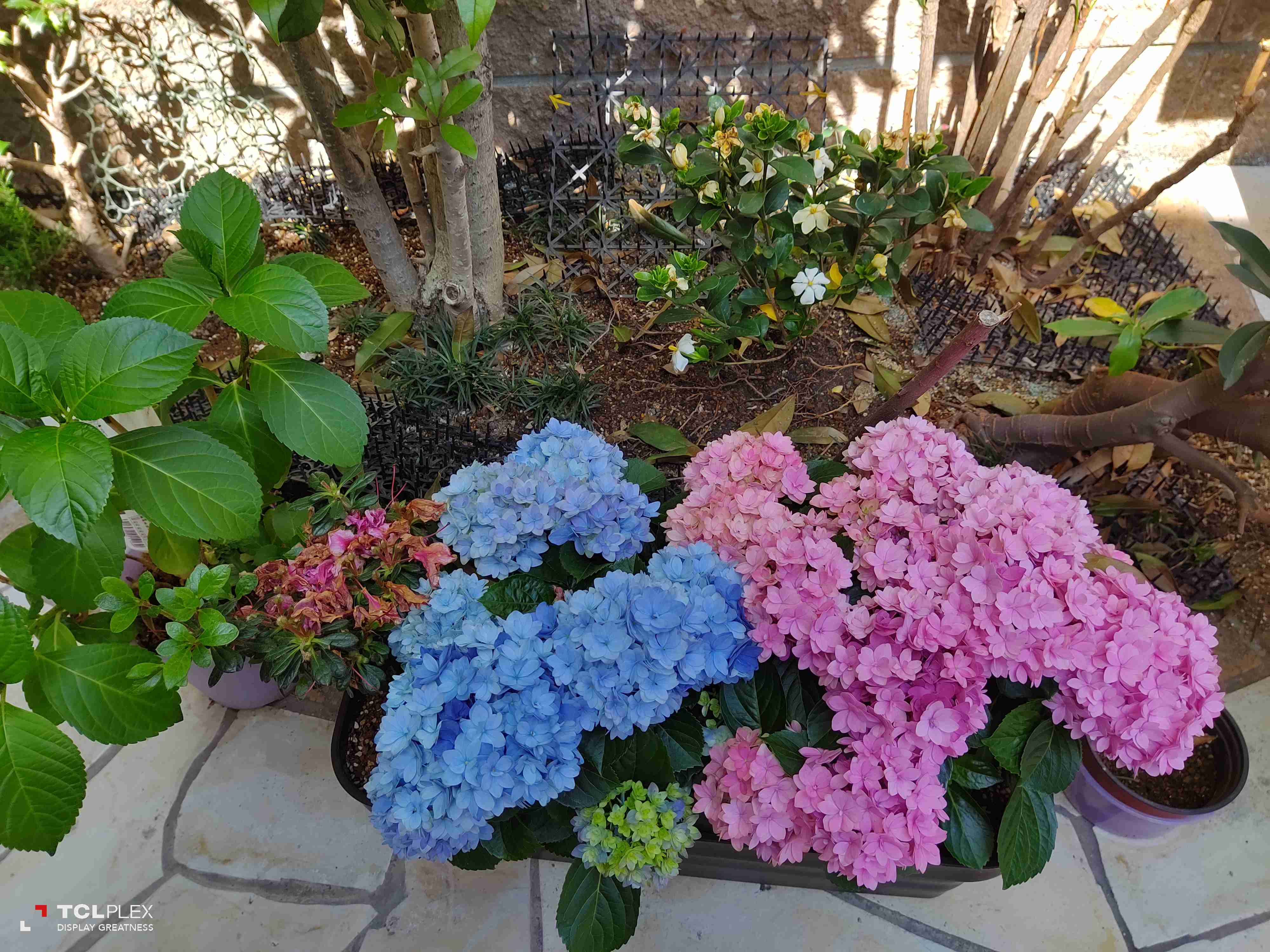素敵な紫陽花が欲しい