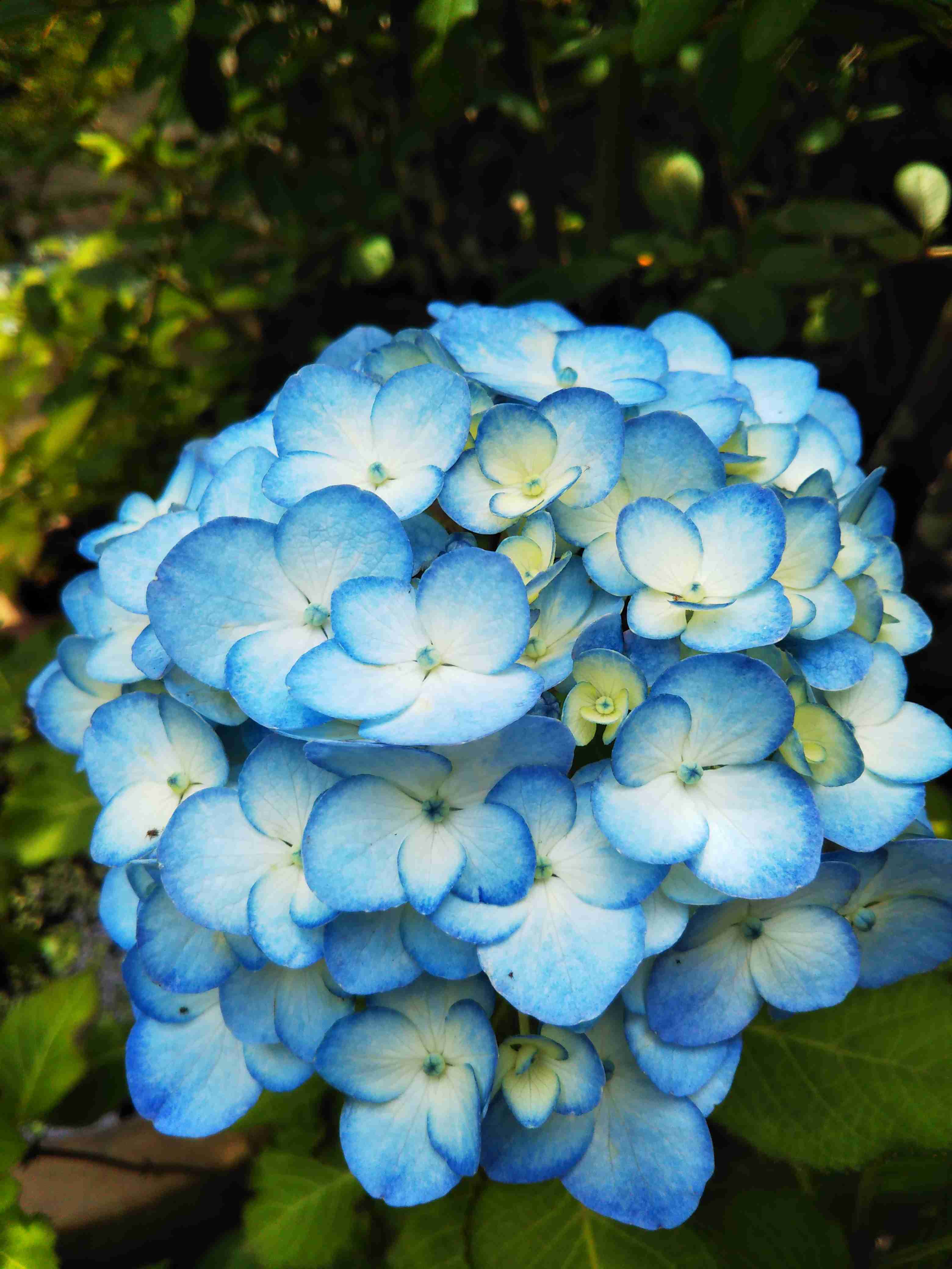 素敵な紫陽花が欲しい