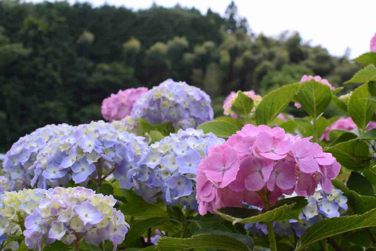 素敵な紫陽花が欲しい