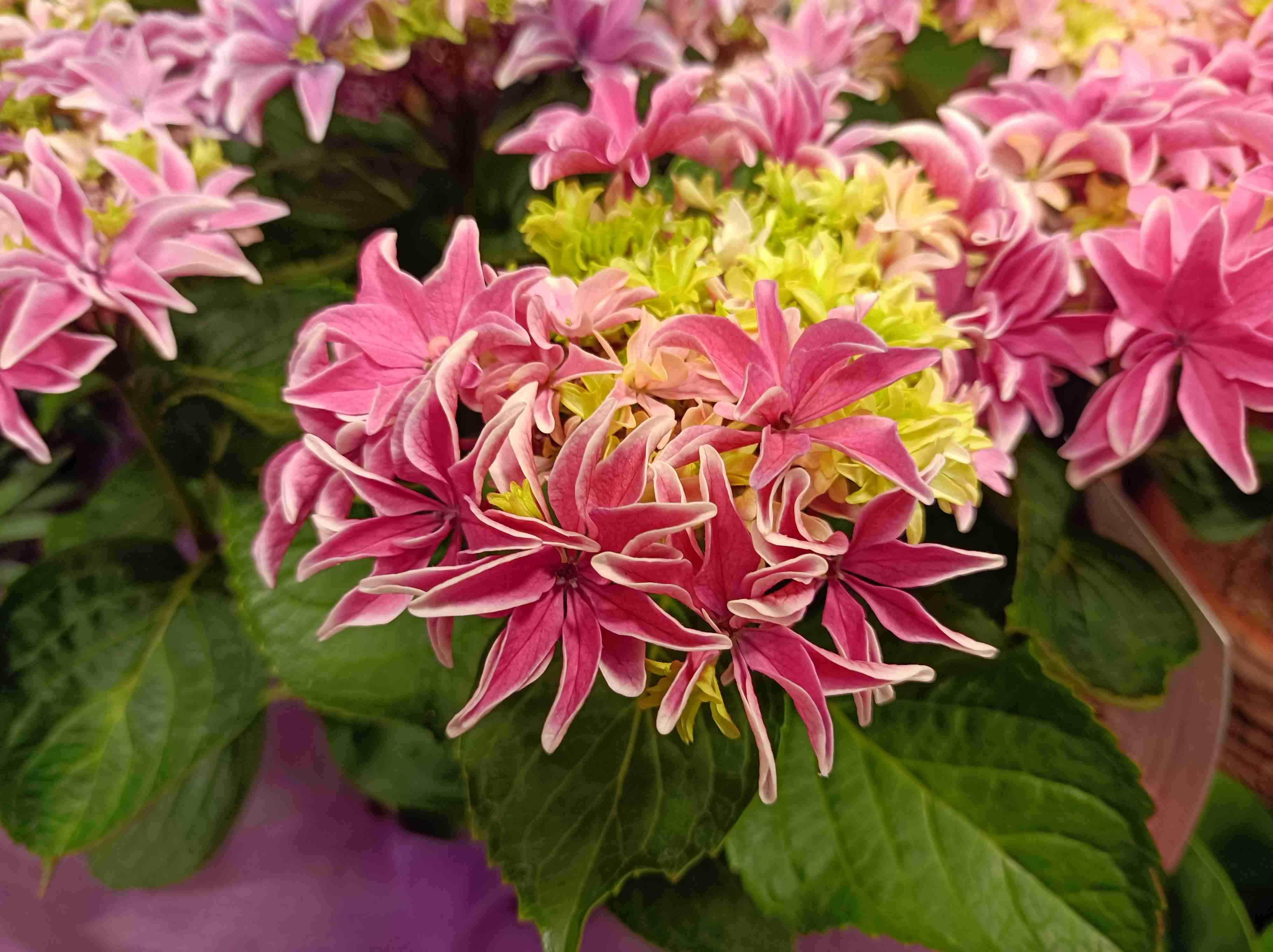 素敵な紫陽花が欲しい
