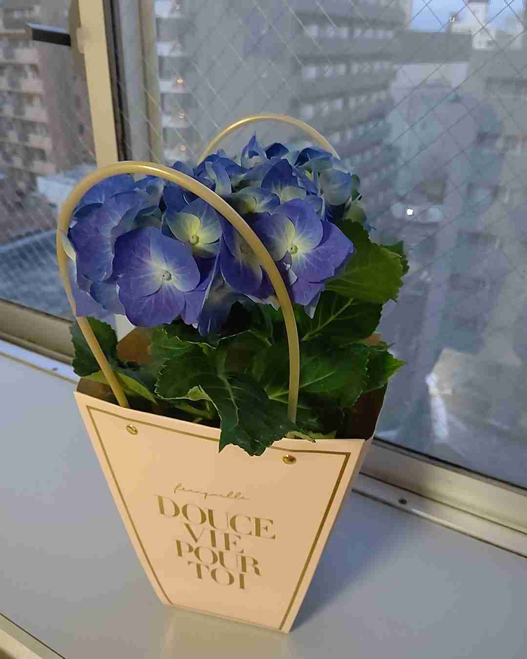 素敵な紫陽花が欲しい