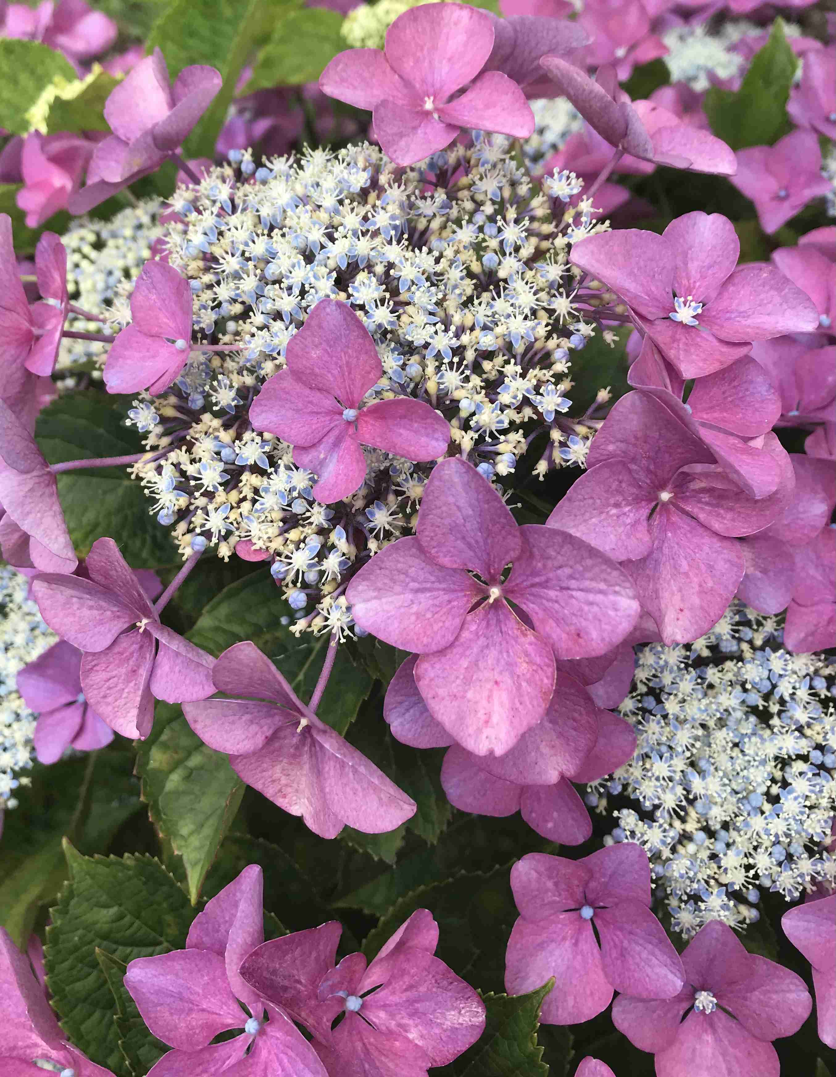 素敵な紫陽花が欲しい