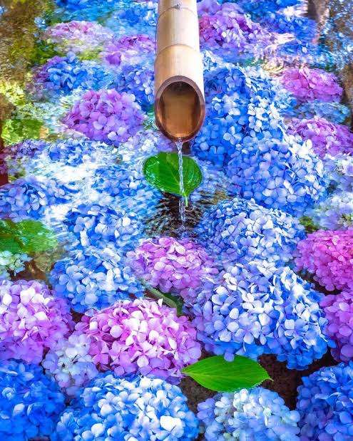 素敵な紫陽花が欲しい