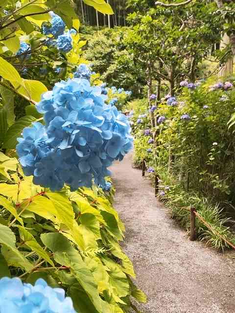 素敵な紫陽花が欲しい