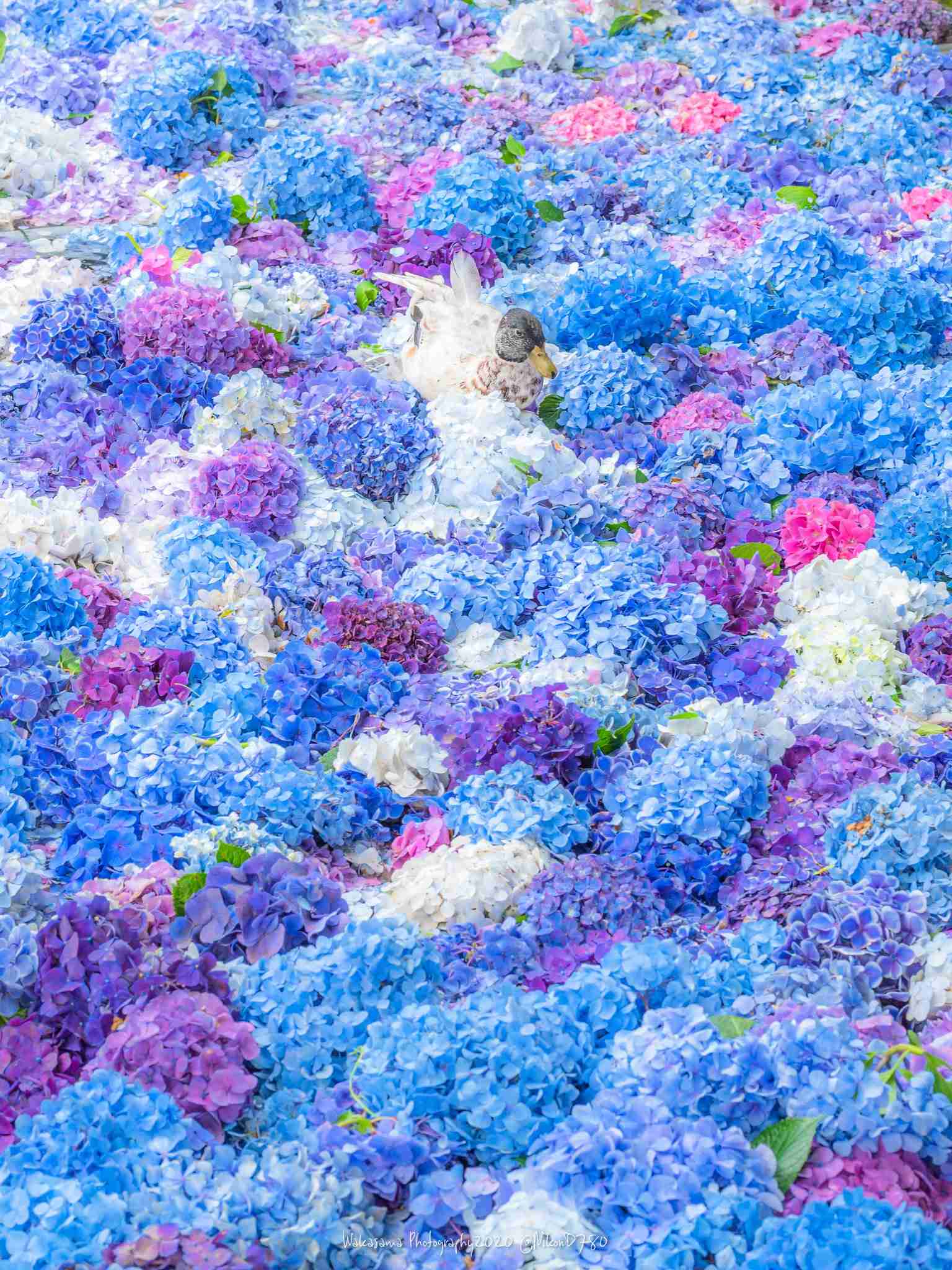 素敵な紫陽花が欲しい